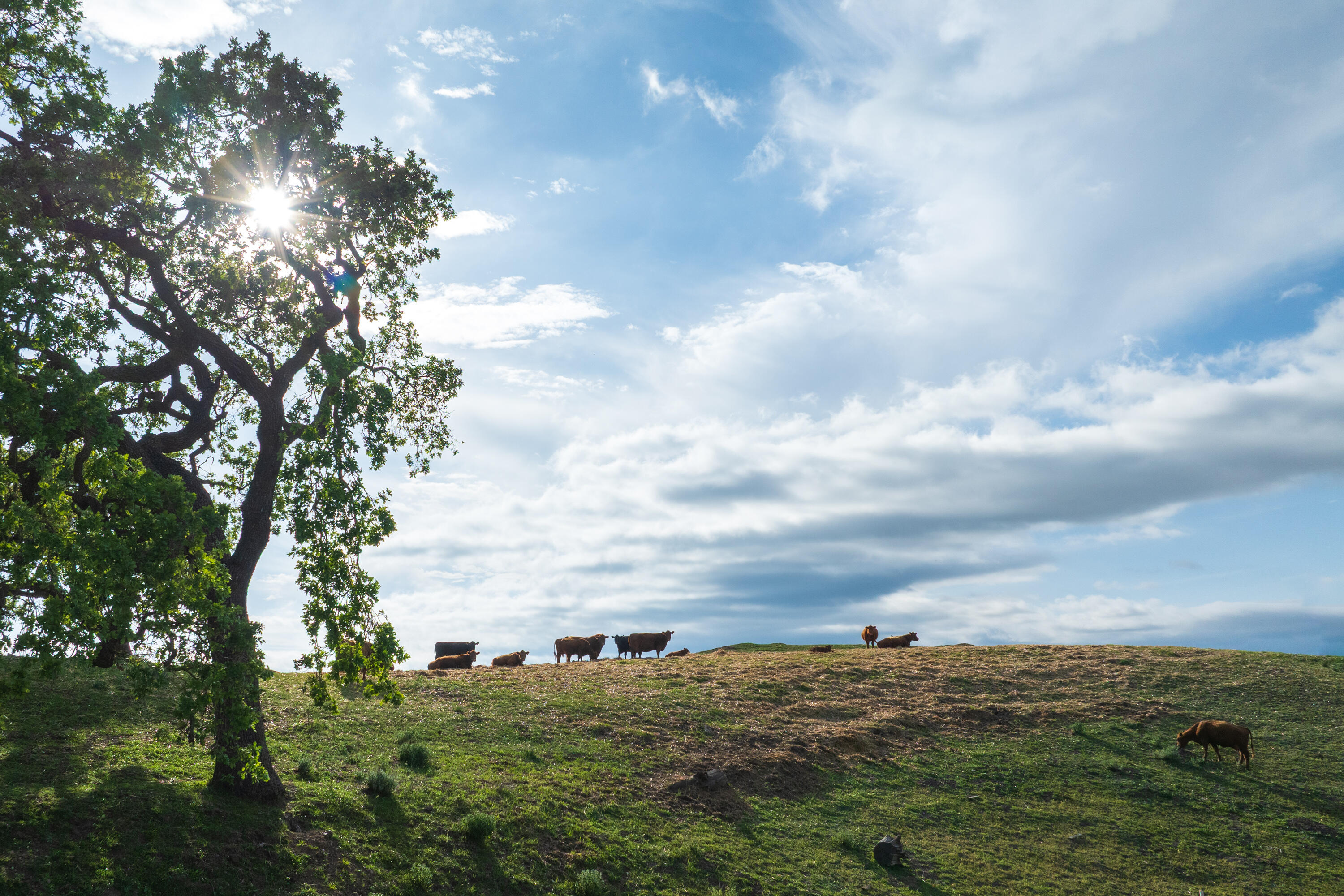 Los Olivos, California 93460, United States, 3 Bedrooms Bedrooms, ,5 BathroomsBathrooms,Residential,Active,237368