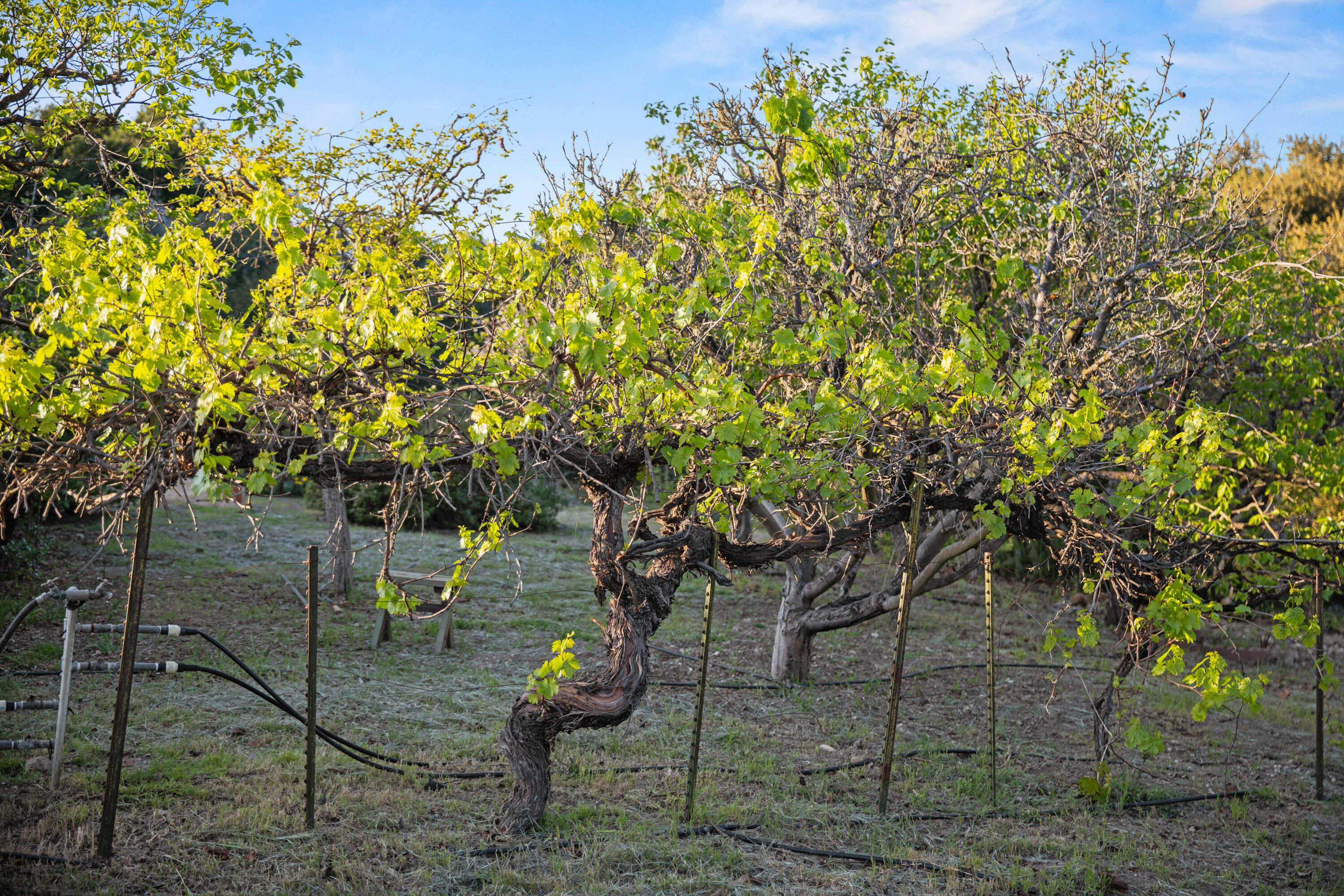 Solvang, California 93463, United States, 4 Bedrooms Bedrooms, ,3 BathroomsBathrooms,Residential,Active,111695