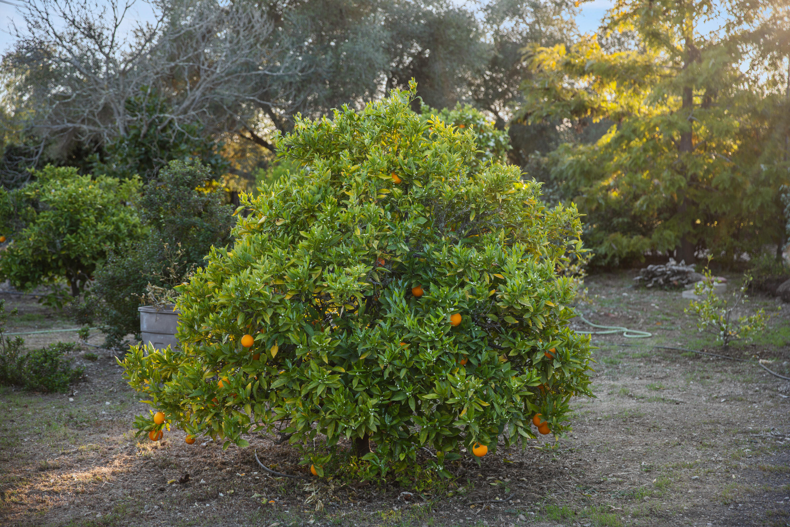 Solvang, California 93463, United States, 4 Bedrooms Bedrooms, ,3 BathroomsBathrooms,Residential,Active,111695