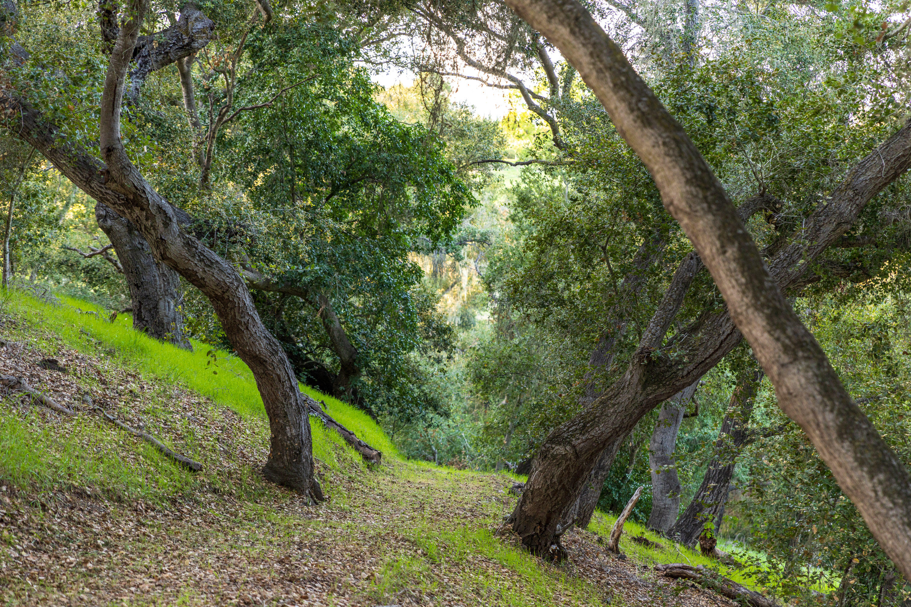 Solvang, California 93463, United States, 4 Bedrooms Bedrooms, ,3 BathroomsBathrooms,Residential,Active,111695