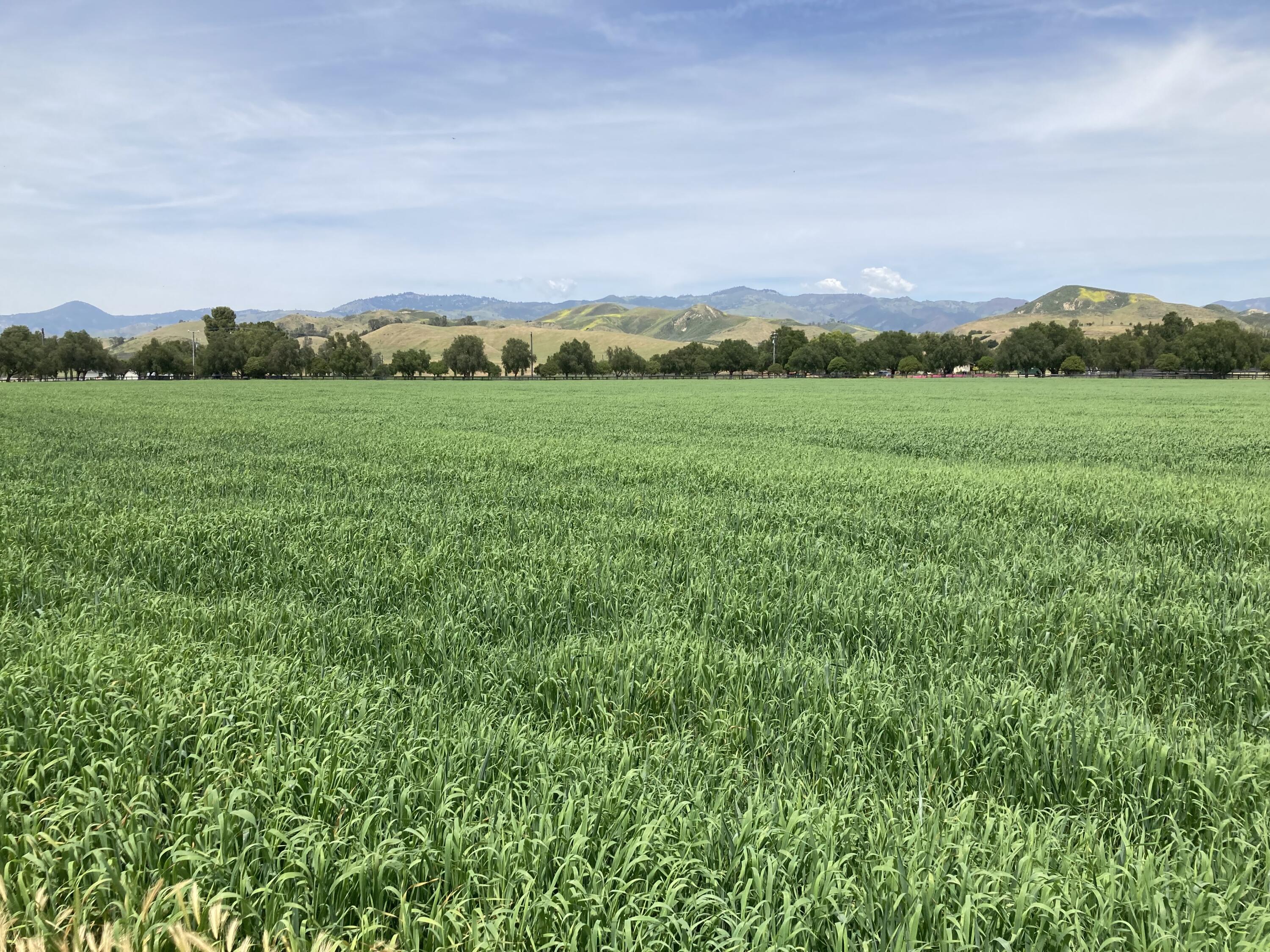 Santa Ynez, California 93460, United States, ,Land,Active,14037