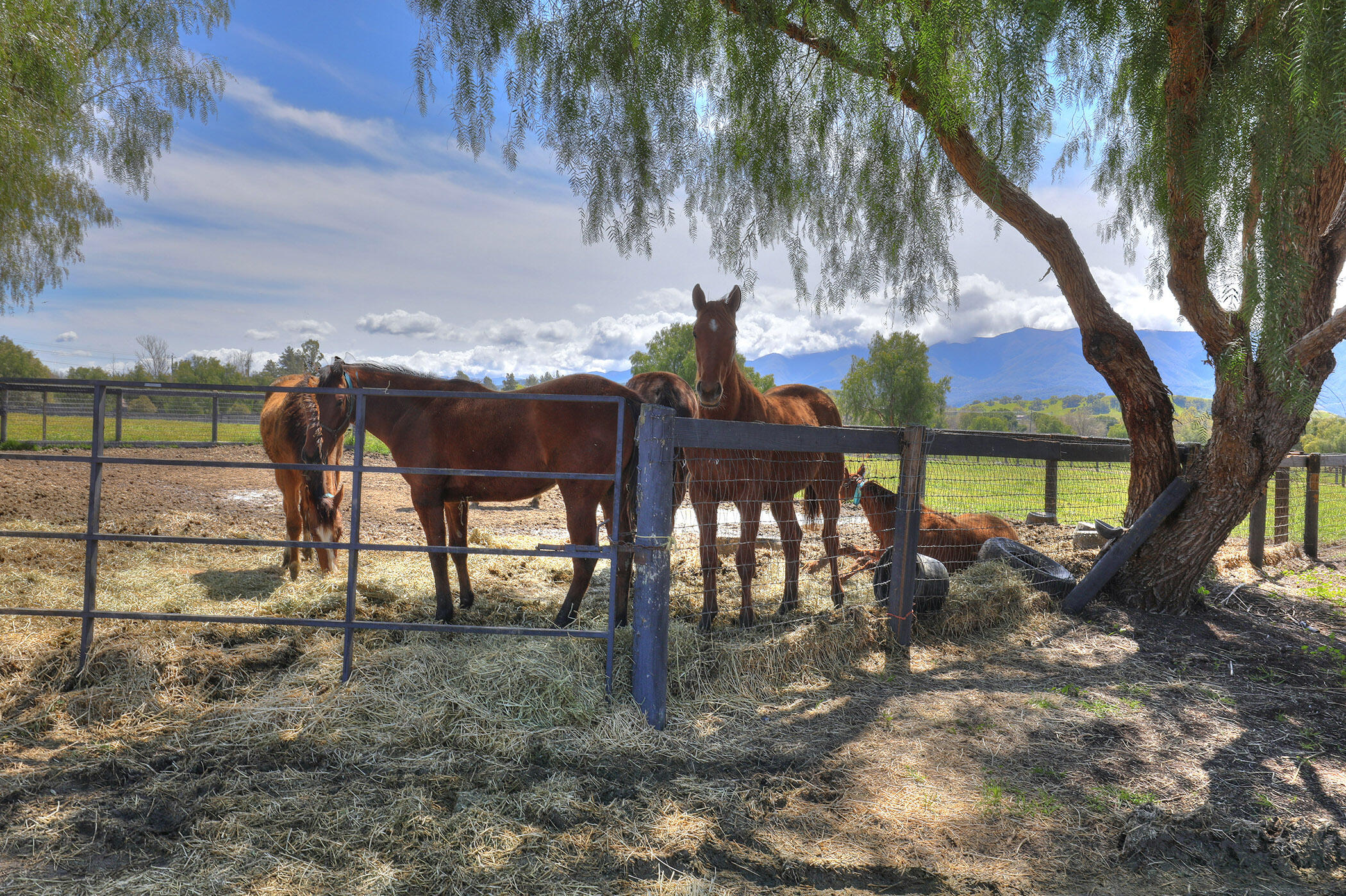 Santa Ynez, California 93460, United States, ,Land,Active,14037