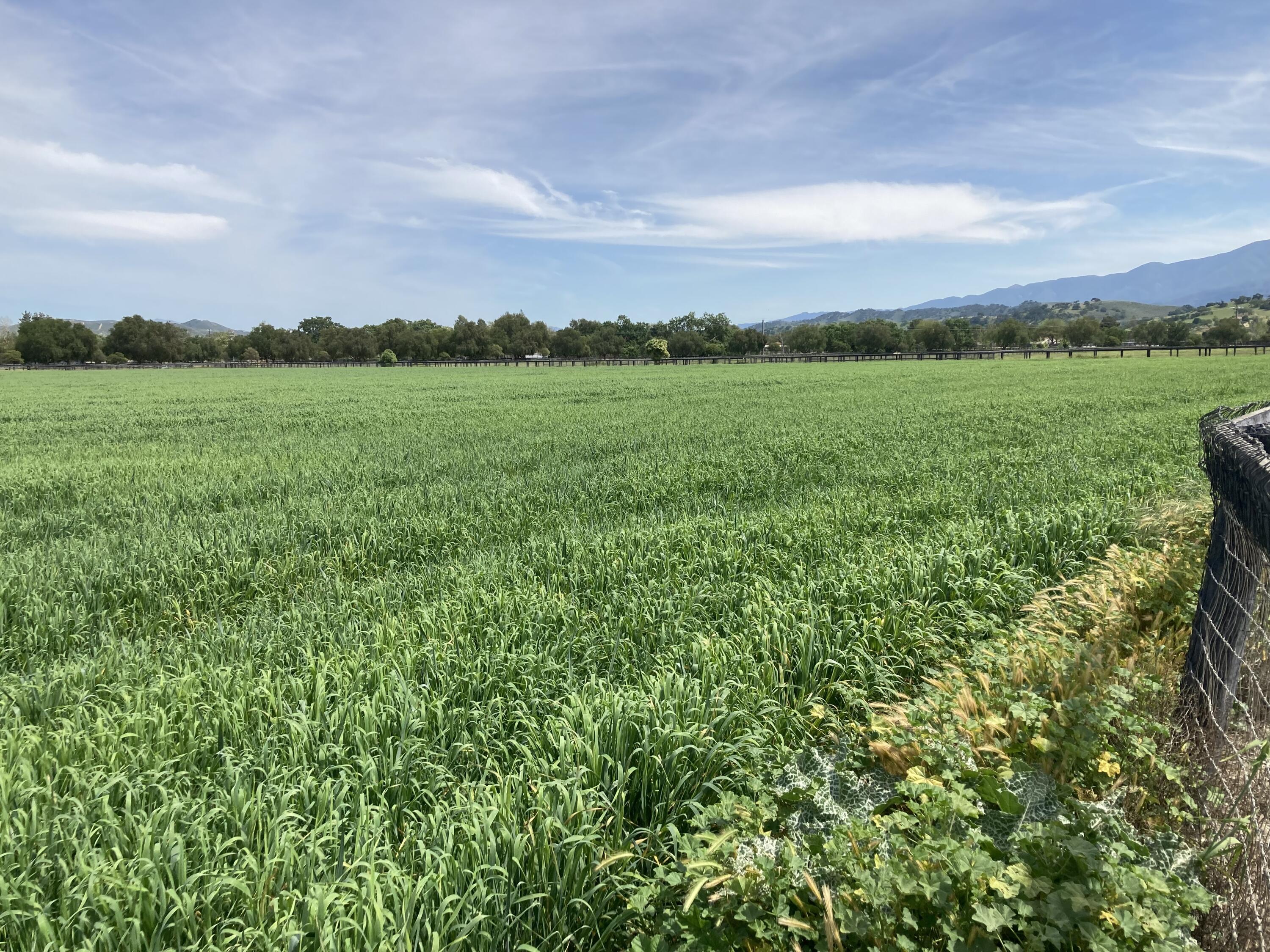 Santa Ynez, California 93460, United States, ,Land,Active,14037
