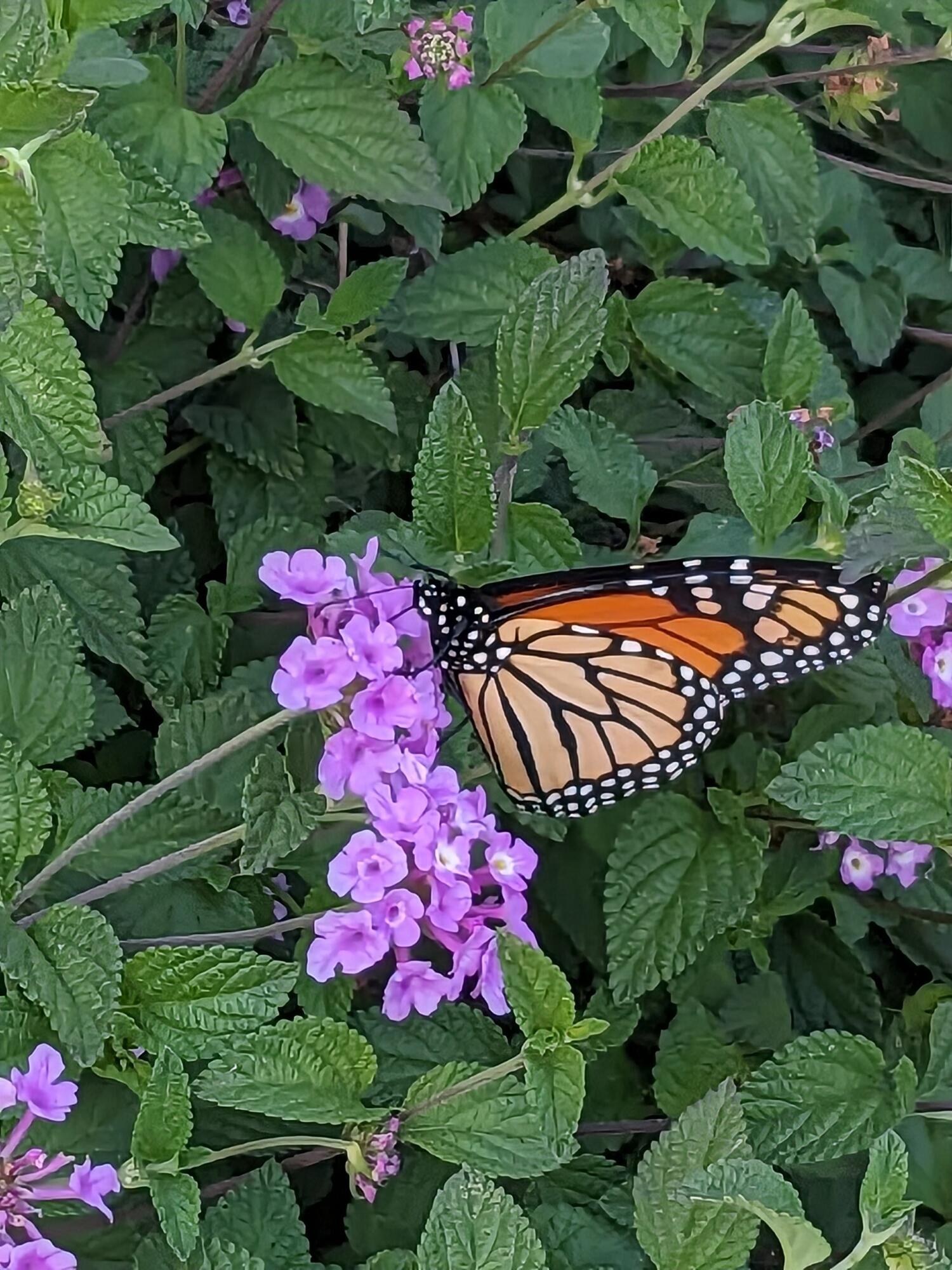 Goleta, California 93117, United States, 1 Bedroom Bedrooms, ,1 BathroomBathrooms,Residential,Active,108725