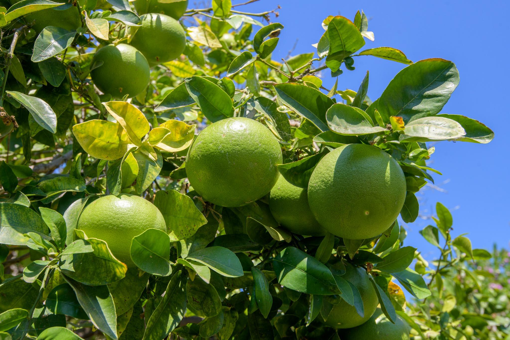 Santa Barbara, California 93111, United States, 4 Bedrooms Bedrooms, ,2 BathroomsBathrooms,Residential,Pending,216464