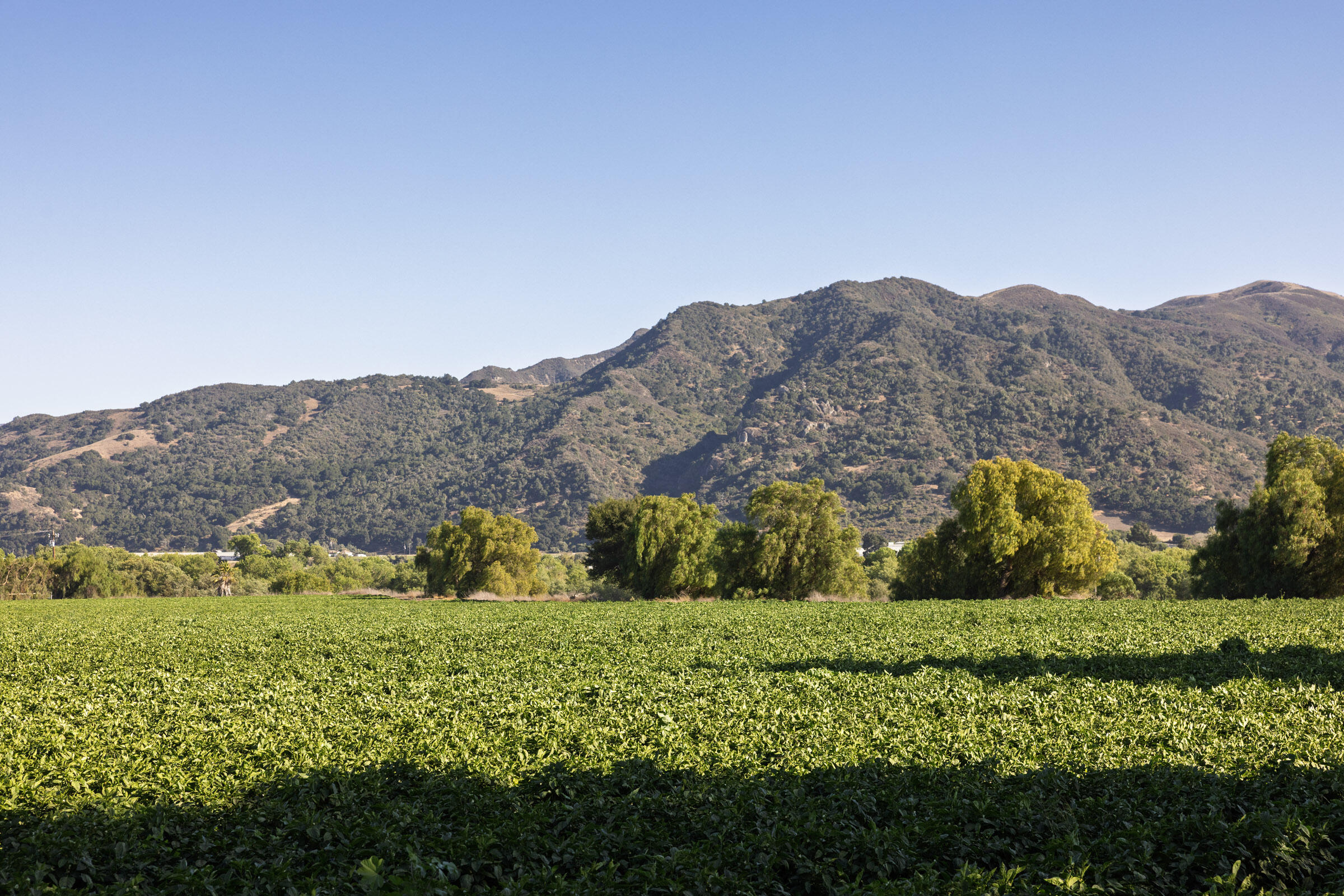 Buellton, California 93427, United States, 3 Bedrooms Bedrooms, ,3 BathroomsBathrooms,Residential,Active,193601