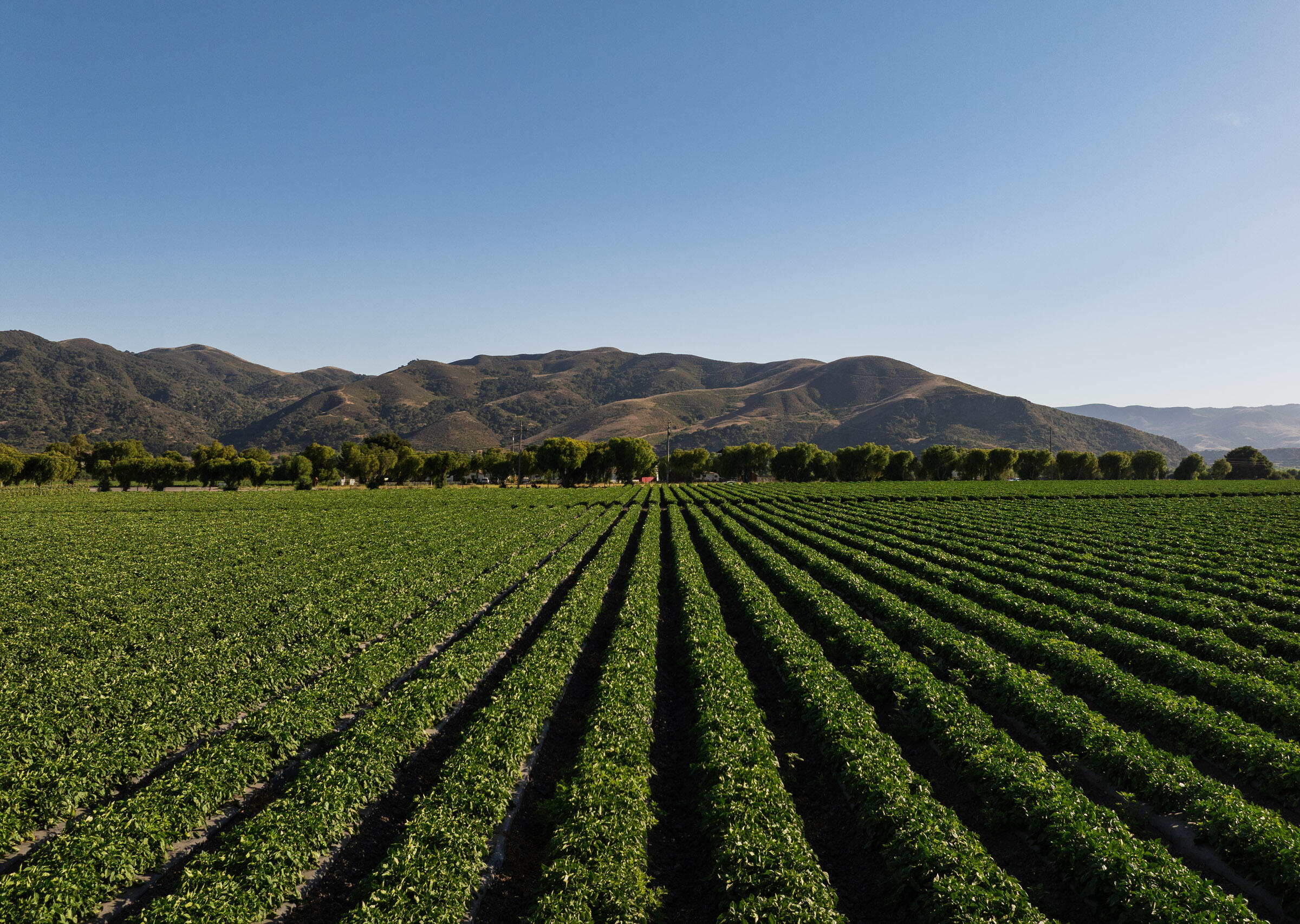 Buellton, California 93427, United States, 3 Bedrooms Bedrooms, ,3 BathroomsBathrooms,Residential,Active,193601