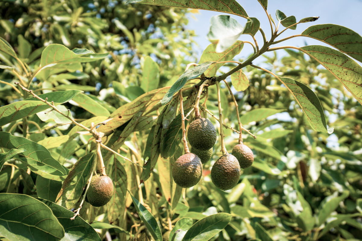 Goleta, California 93117, United States, 3 Bedrooms Bedrooms, ,2 BathroomsBathrooms,Residential,Pending,189453