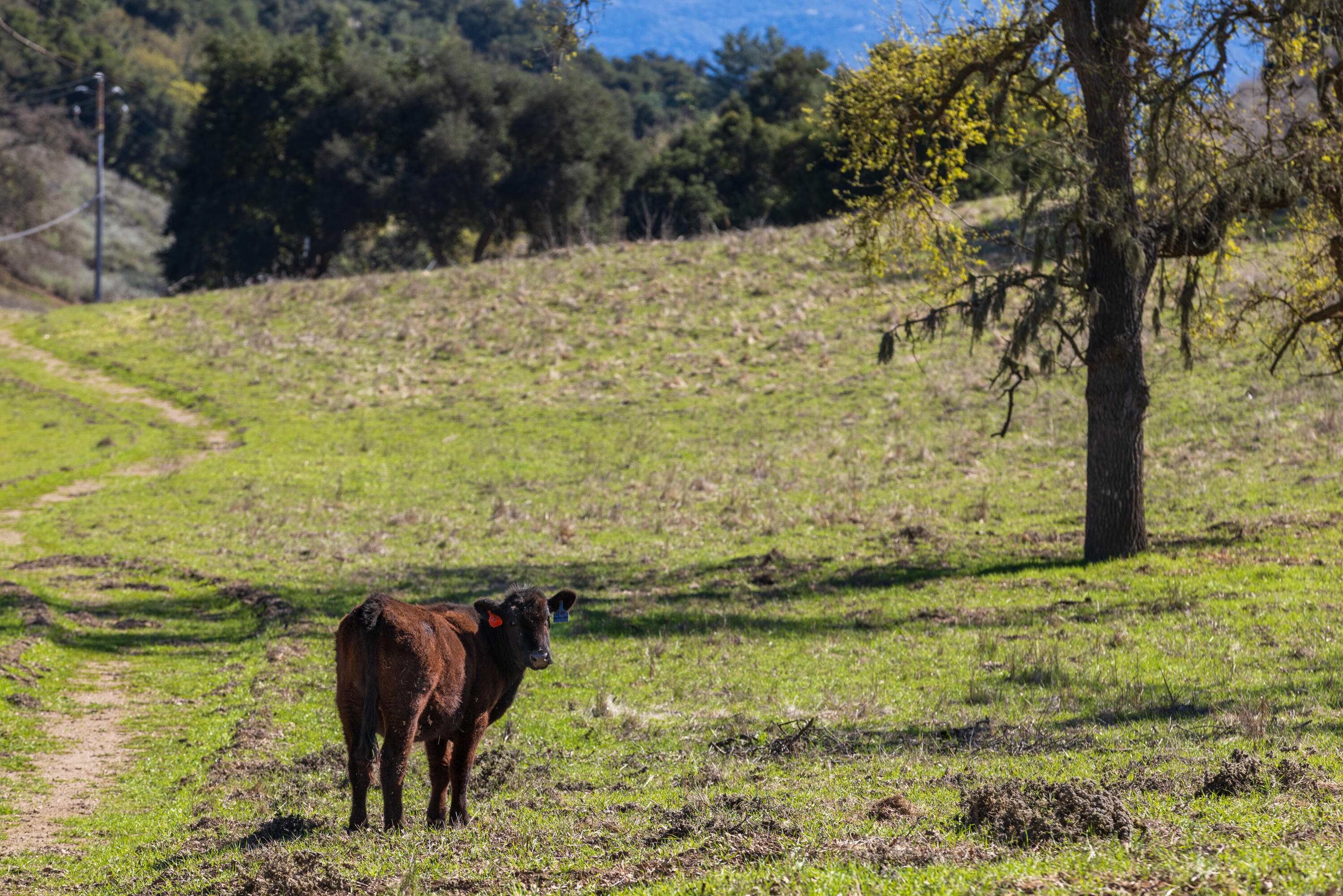 Santa Ynez, California 93460, United States, ,Land,Active,100196