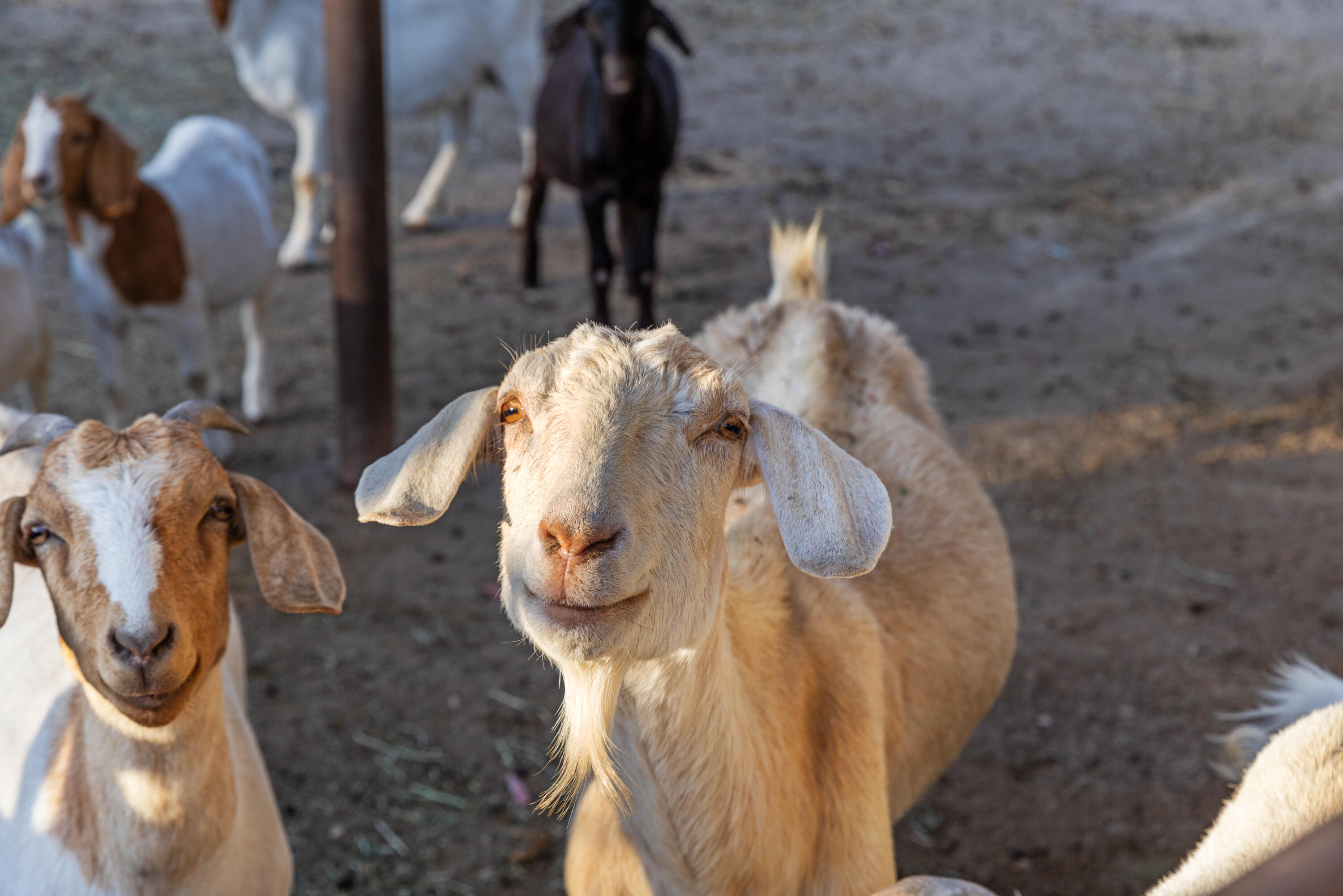 Solvang, California 93463, United States, 5 Bedrooms Bedrooms, ,4 BathroomsBathrooms,Residential,Active,165660