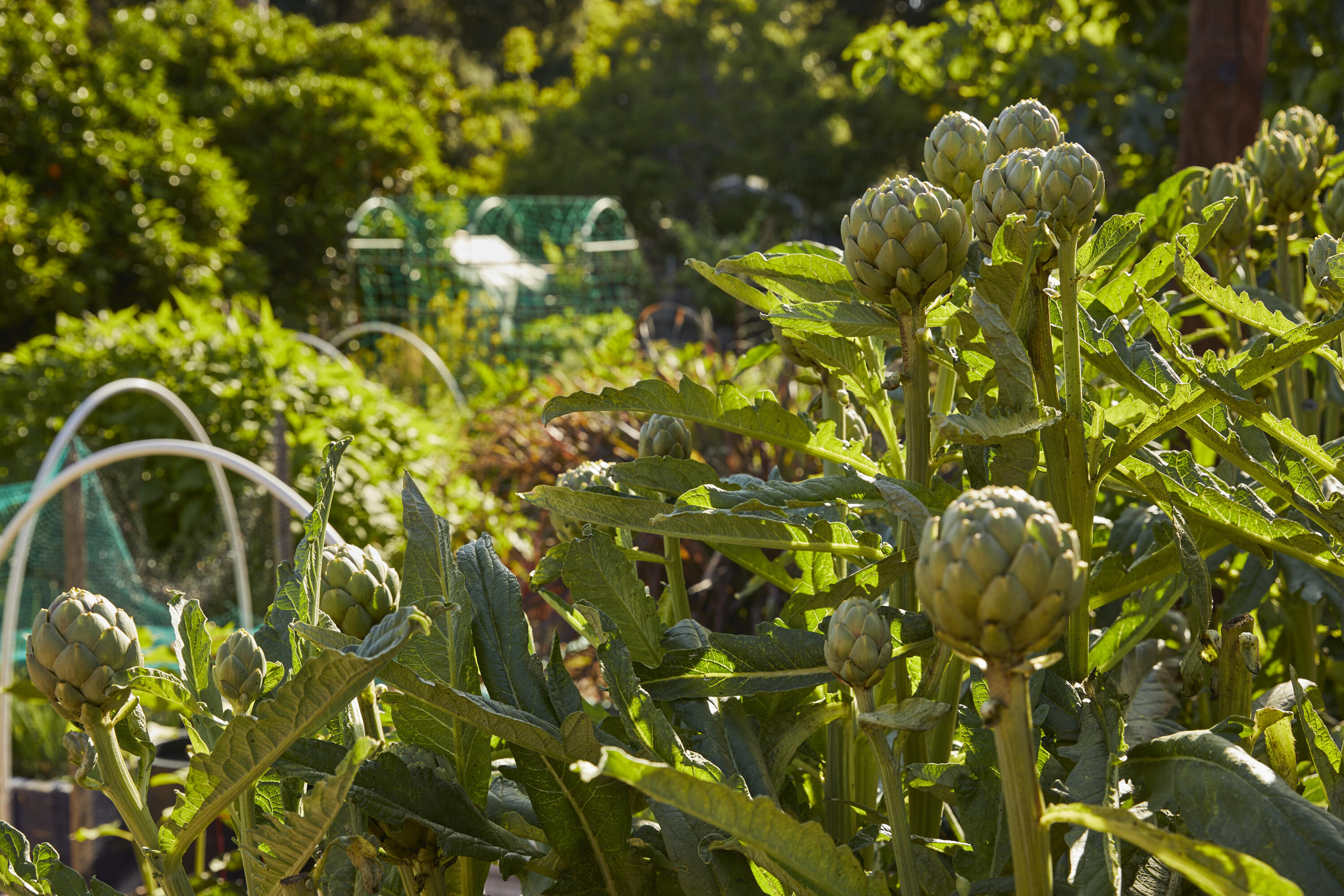 Santa Paula, California 93060, United States, 3 Bedrooms Bedrooms, ,3 BathroomsBathrooms,Residential,Active,154490