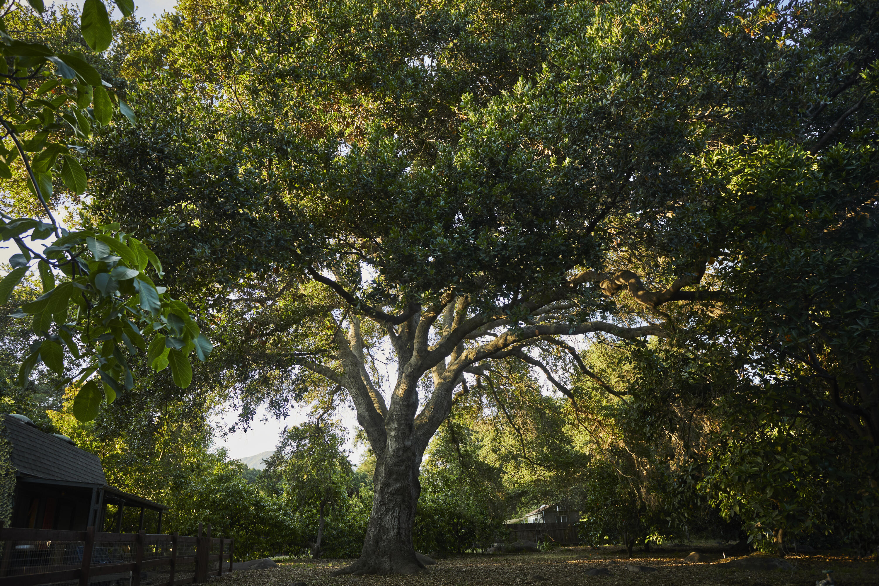 Santa Paula, California 93060, United States, 3 Bedrooms Bedrooms, ,3 BathroomsBathrooms,Residential,Active,154490