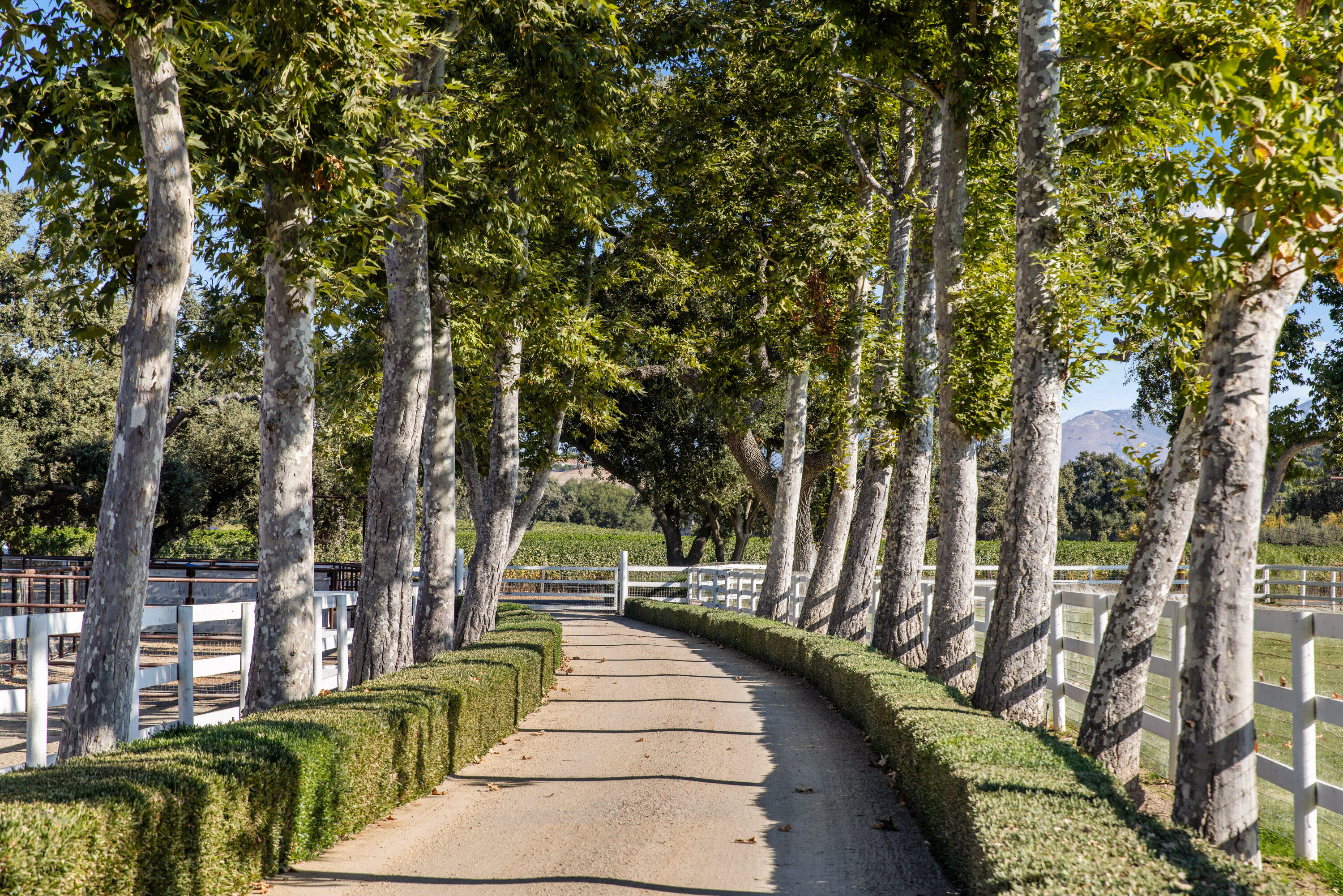 Santa Ynez, California 93460, United States, 4 Bedrooms Bedrooms, ,3 BathroomsBathrooms,Residential,Pending,38698