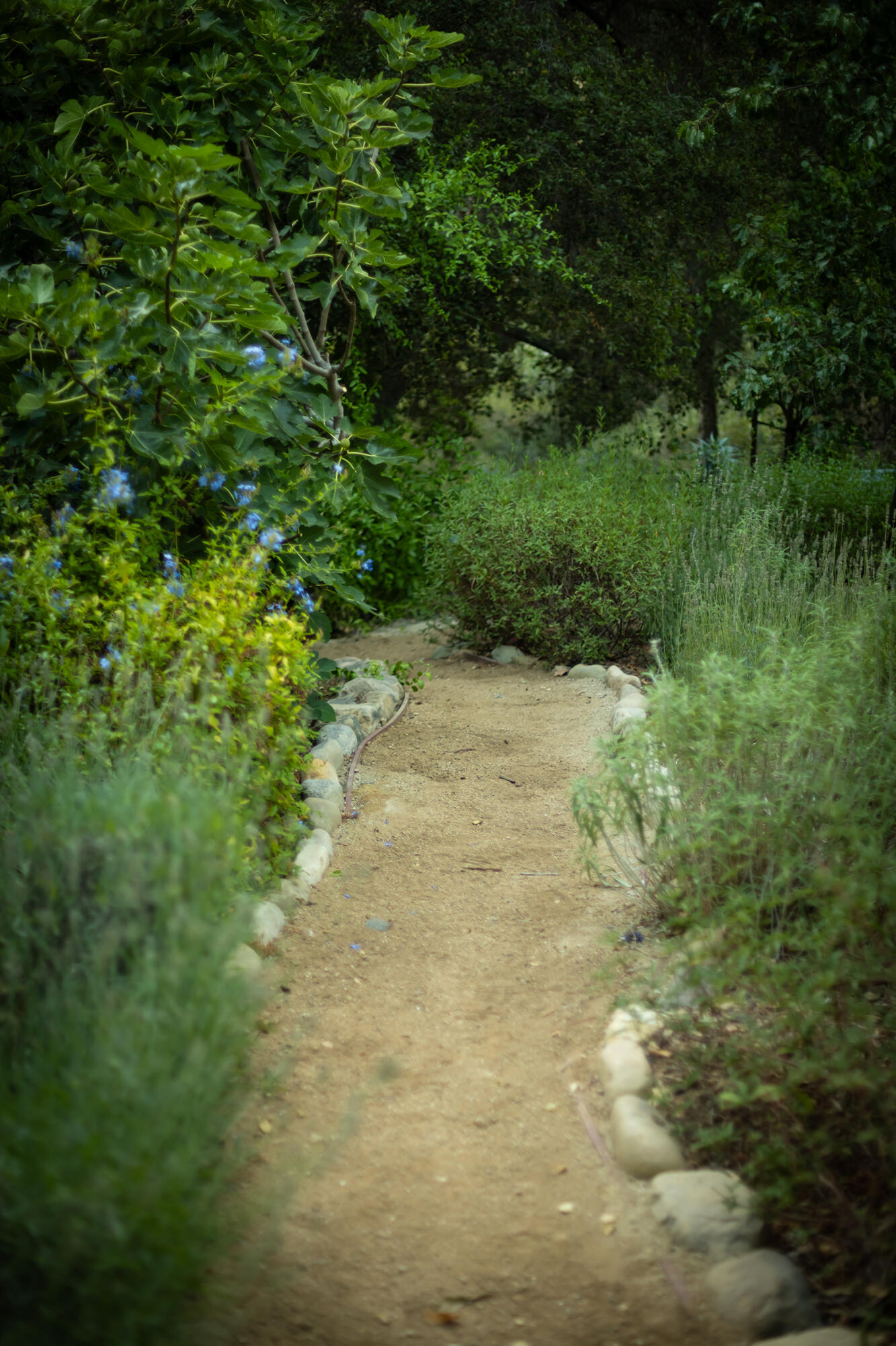 Ojai, California 93023, United States, 6 Bedrooms Bedrooms, ,5 BathroomsBathrooms,Residential,Active,204035