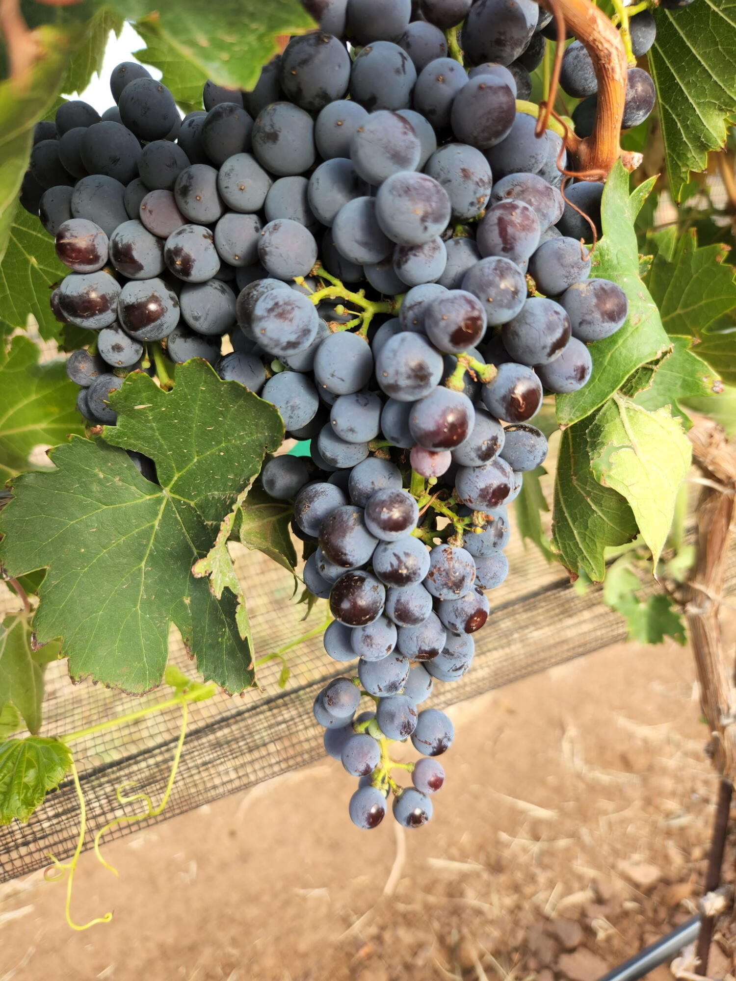 354 Farm To Market Road 1317, Tahoka, TX, 79373 4 354 Farm To Market Road 1317