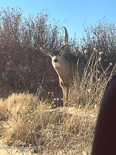 1585 CR 95 Morton TX 79346