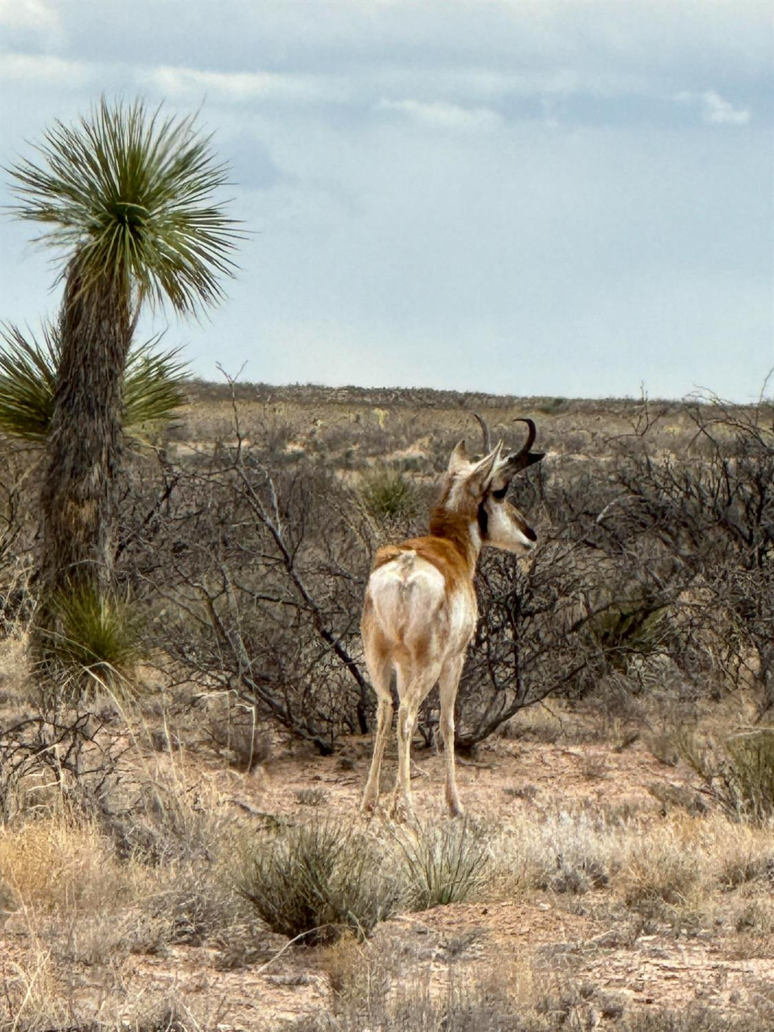 Sierra Blanca, Texas 79851, United States, ,Land,Active,64138