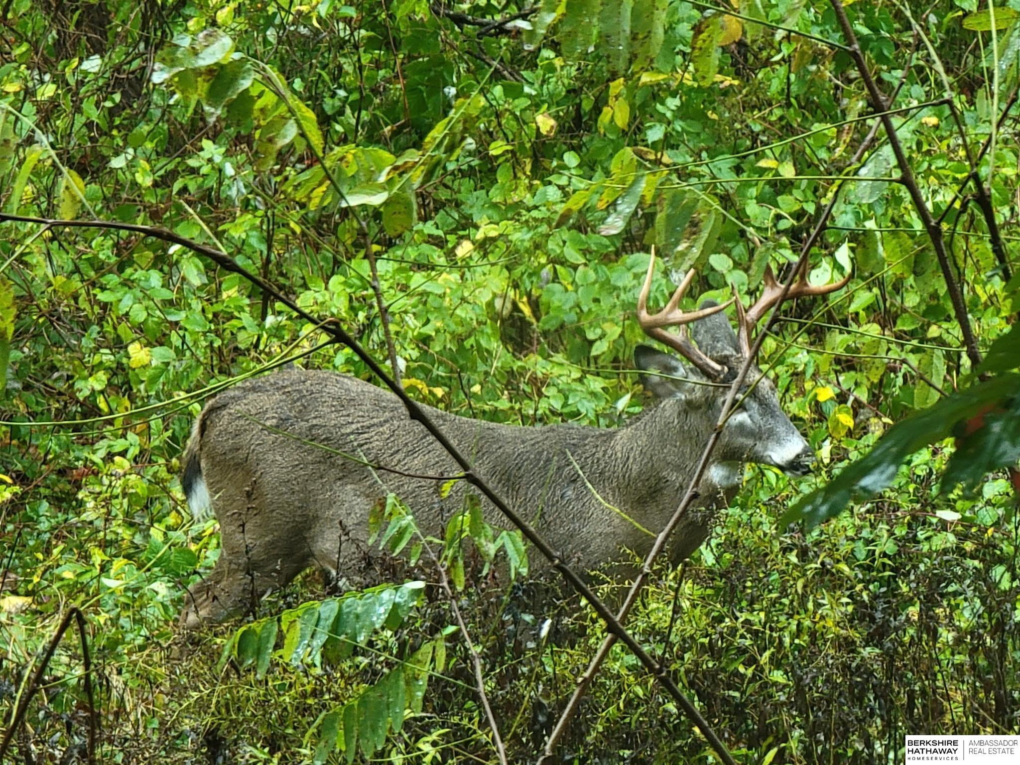 Bellevue, Nebraska 68005, United States, 4 Bedrooms Bedrooms, ,3 BathroomsBathrooms,Residential,Active,173986