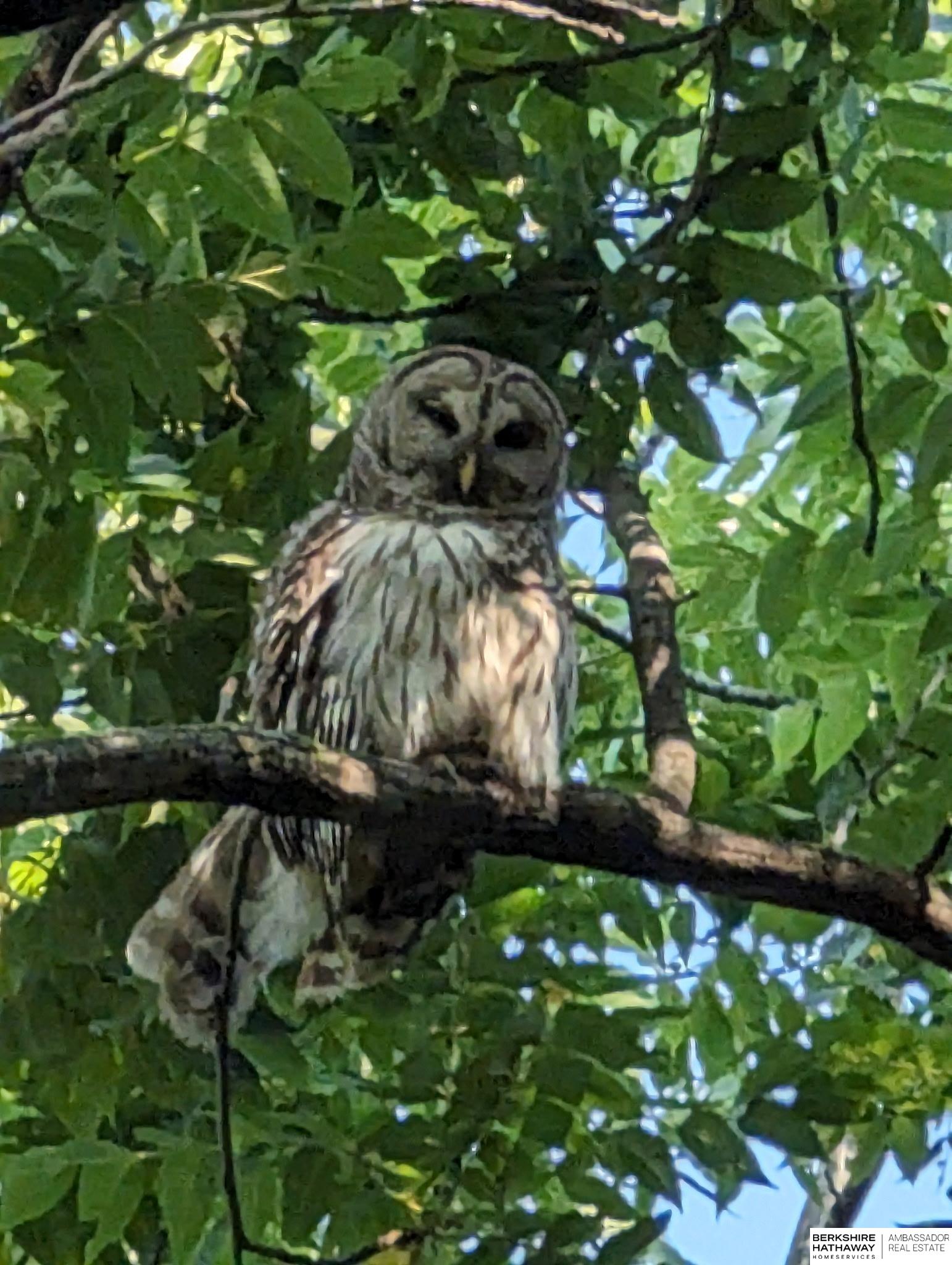 Bellevue, Nebraska 68005, United States, 4 Bedrooms Bedrooms, ,3 BathroomsBathrooms,Residential,Active,173986