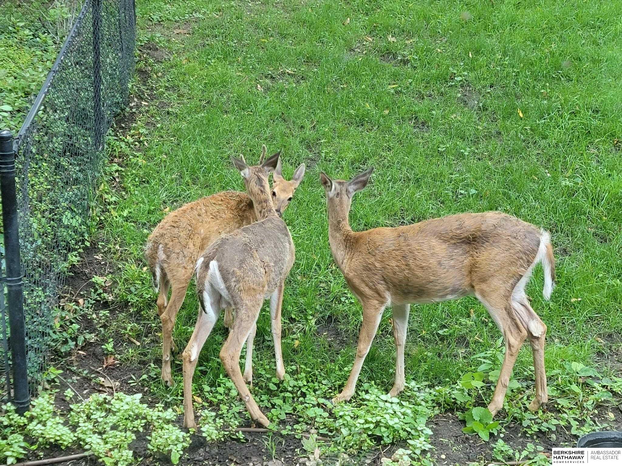 Bellevue, Nebraska 68005, United States, 4 Bedrooms Bedrooms, ,3 BathroomsBathrooms,Residential,Active,173986