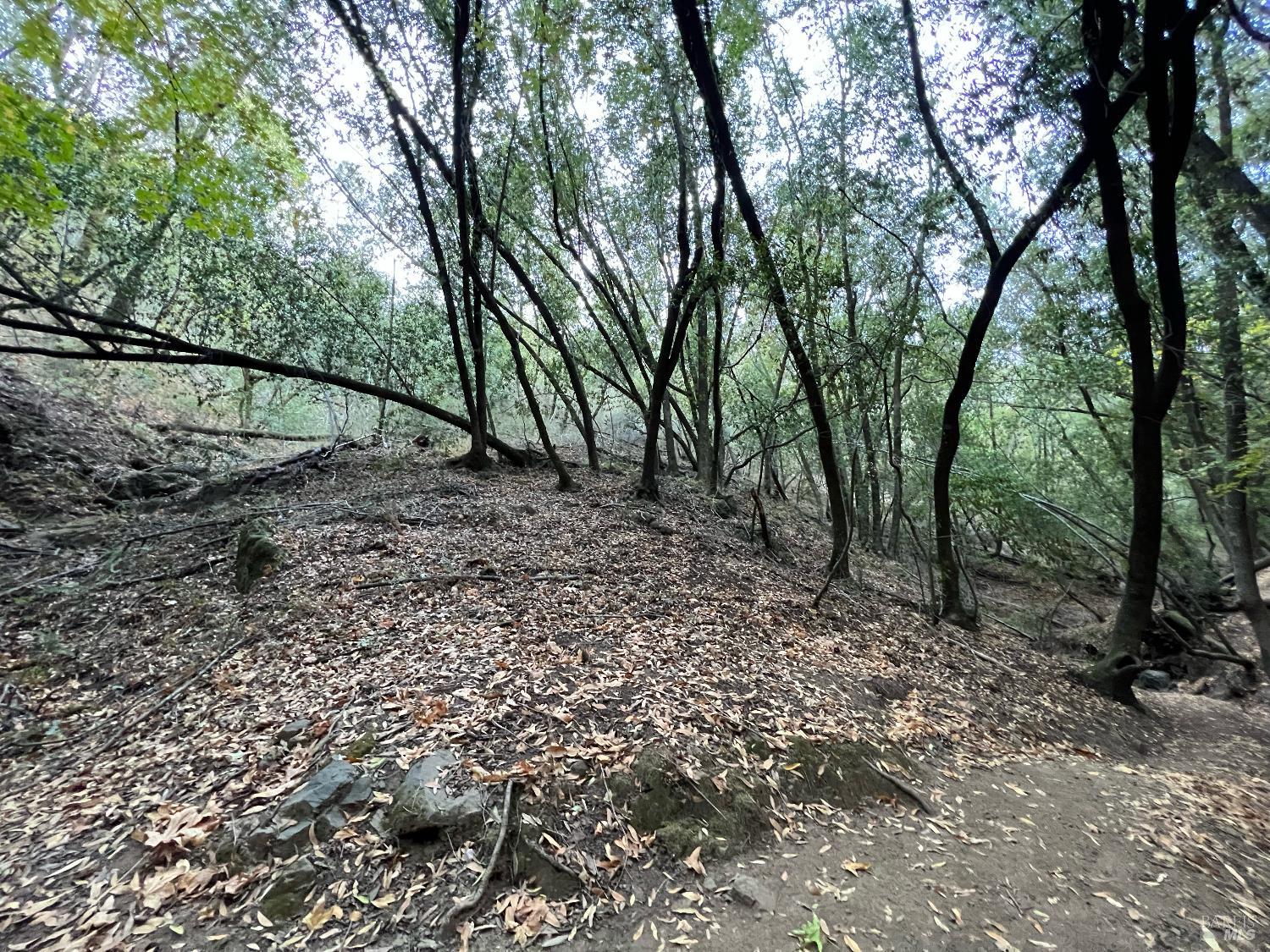 Cypress Drive