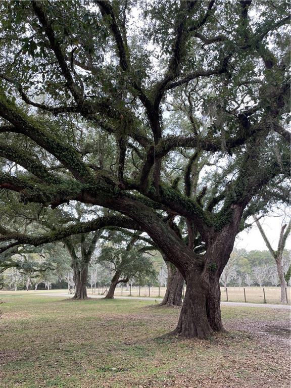 10 Acres AZALEA Lane