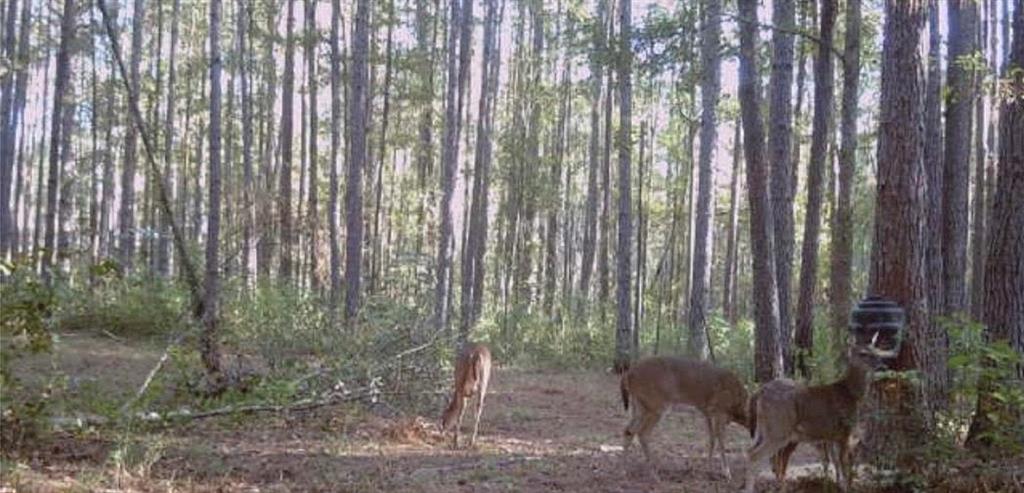 29433 ROSCOE DILLON Road