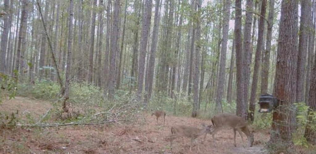 29433 ROSCOE DILLON Road