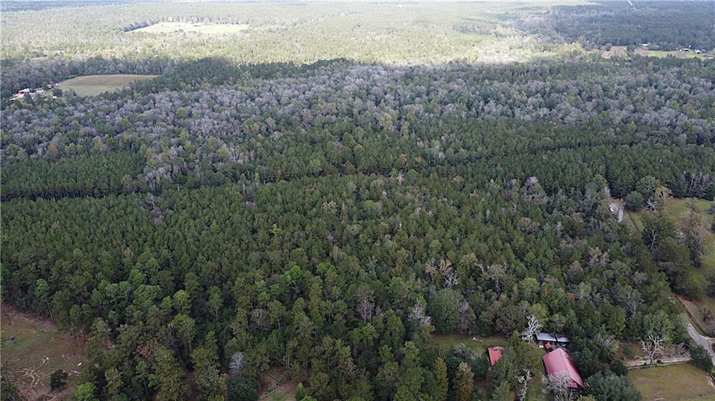 49 Acres HOLLIDAY Road