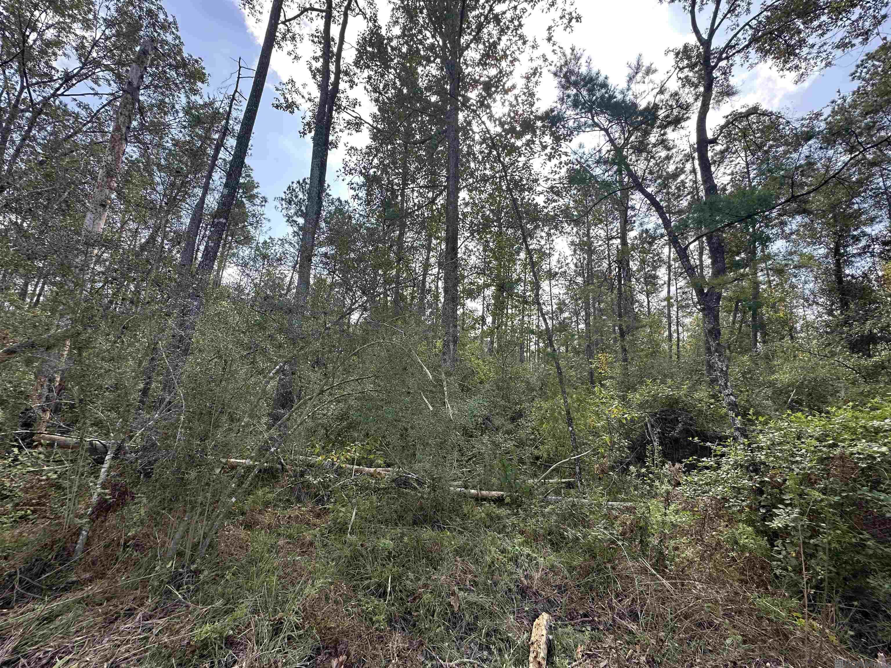 5.12 Acres White Oak Ln, Springfield, Louisiana image 7