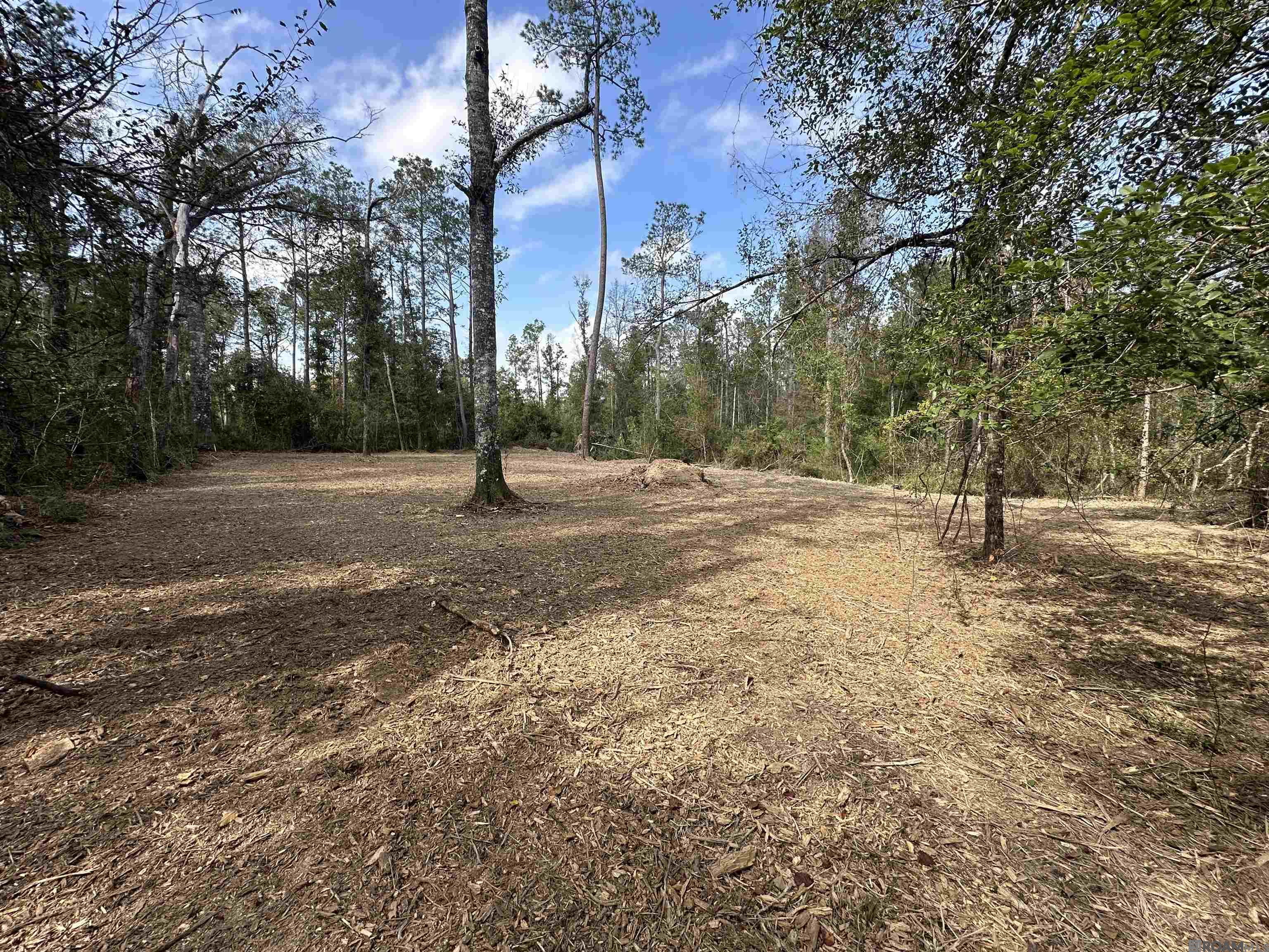 5.12 Acres White Oak Ln, Springfield, Louisiana image 5