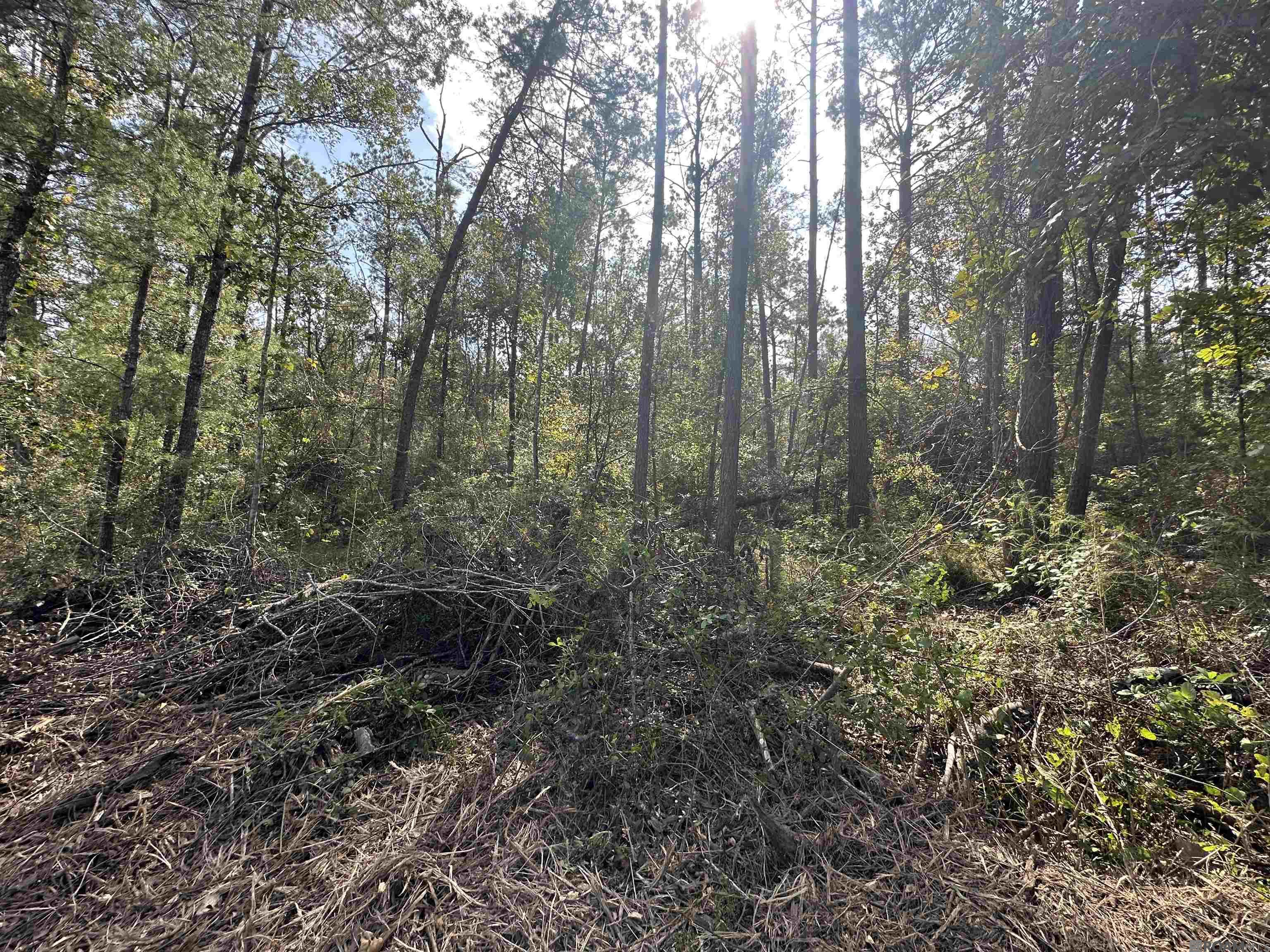 5.12 Acres White Oak Ln, Springfield, Louisiana image 9