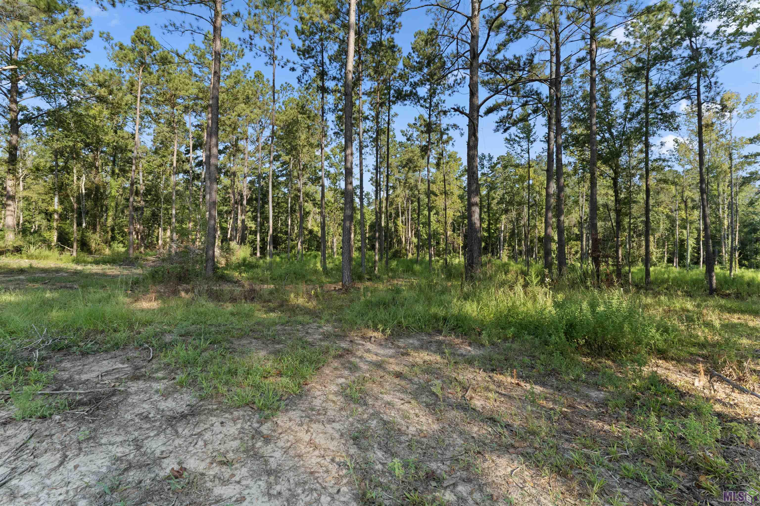 Tract Y1A1A1A5 Nesom Rd, Clinton, Louisiana image 3