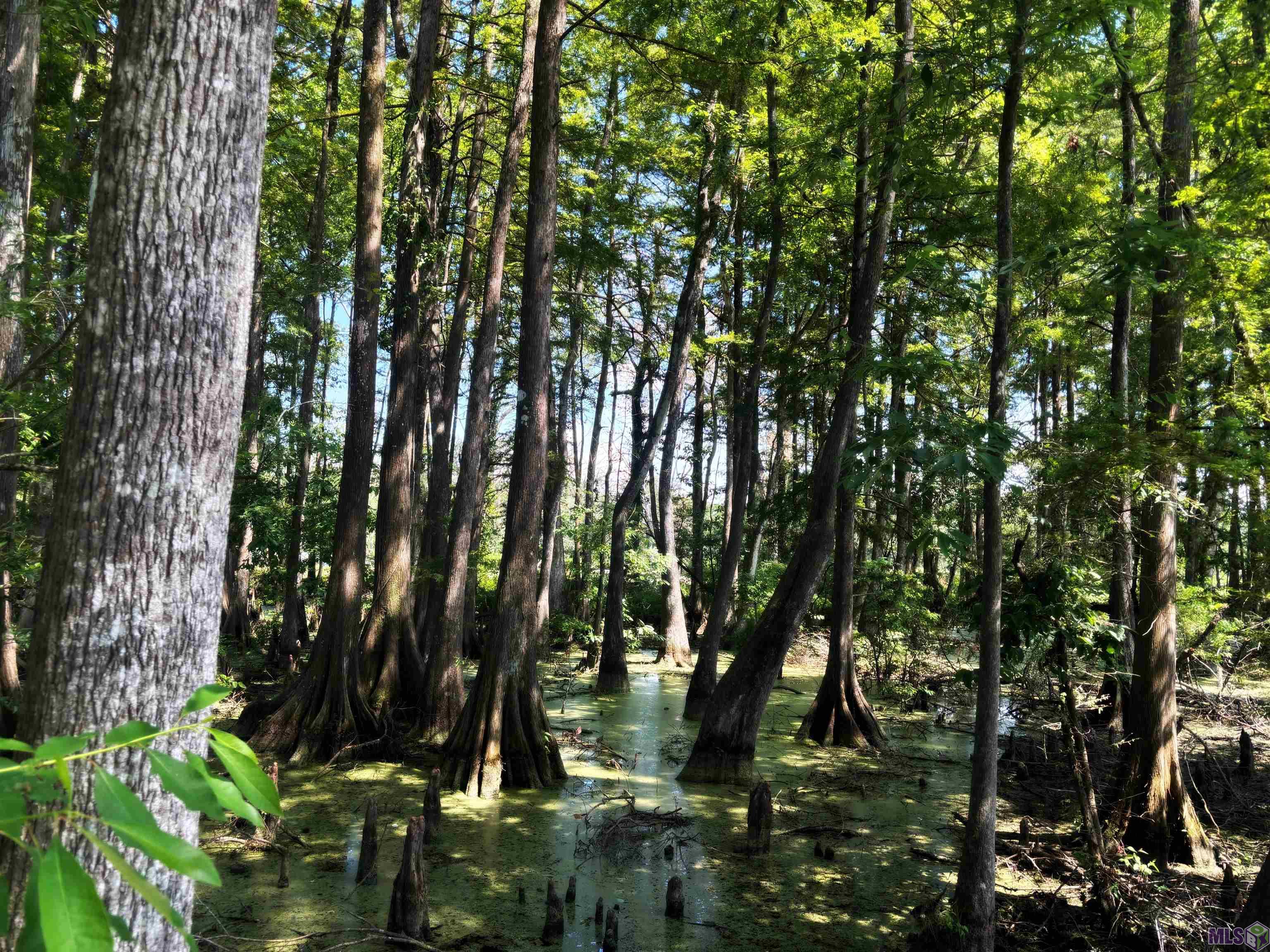 18668 Muddy Creek Rd, Prairieville, Louisiana image 12