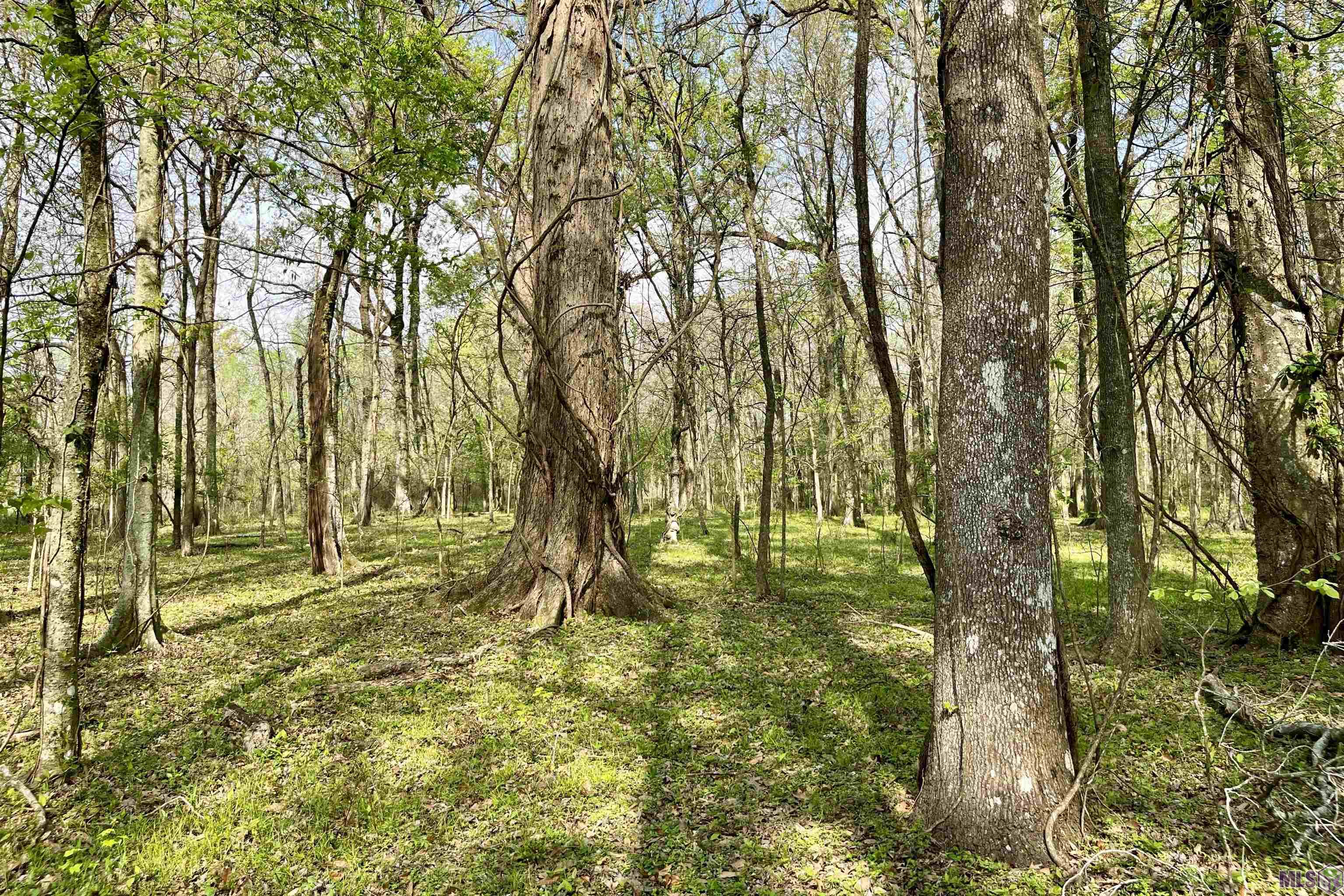 05 La Hwy 991, Sunshine, Louisiana image 10