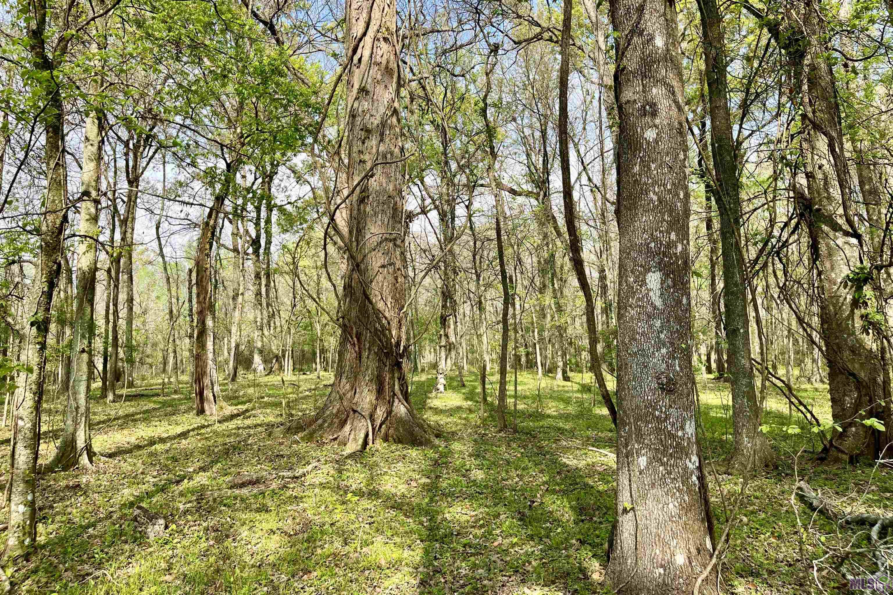 05 La Hwy 991, Sunshine, Louisiana image 9