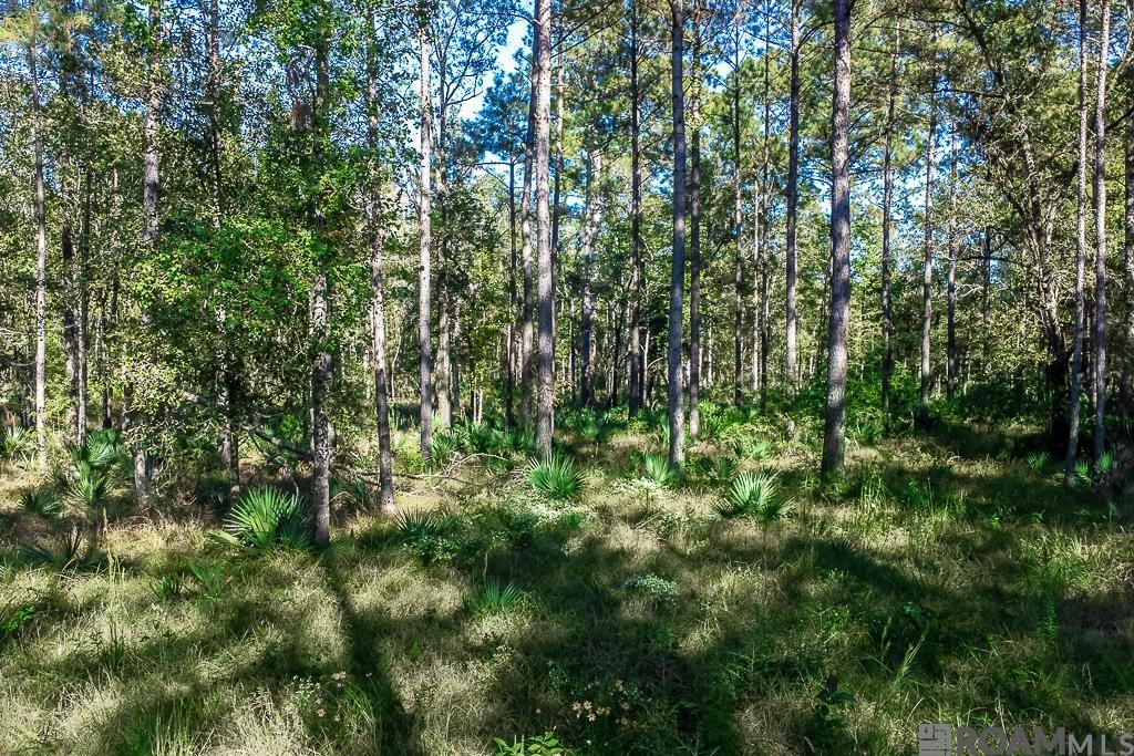 LOT 19 Frost Rd, Livingston, Louisiana image 7