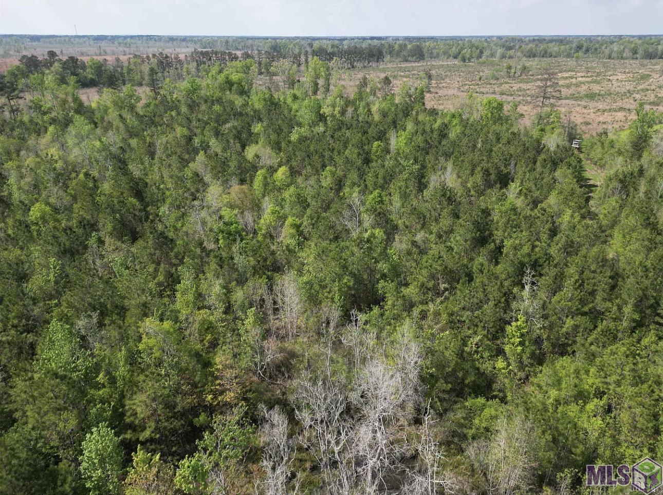 10 Acres La Hwy 63, Livingston, Louisiana image 9