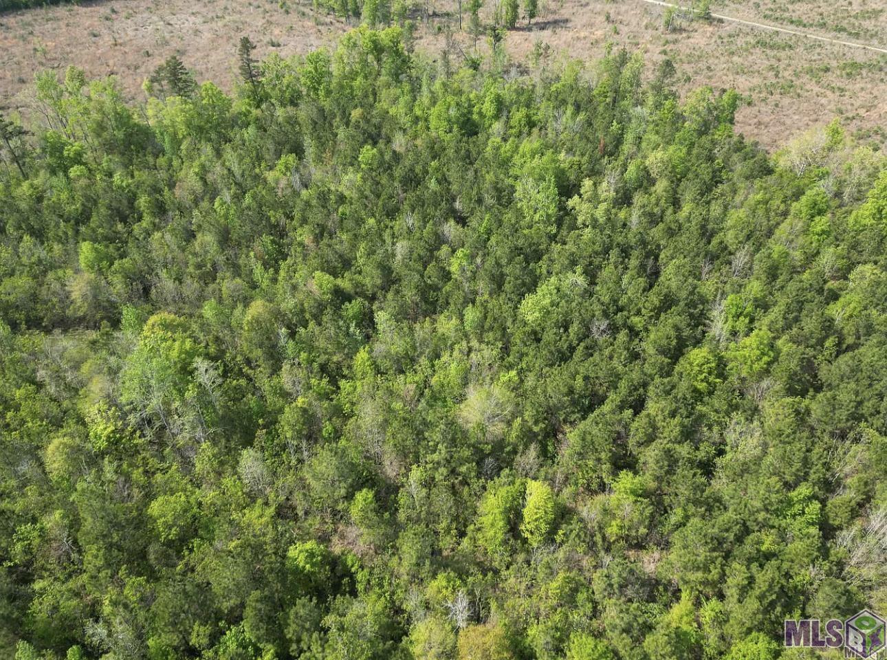 10 Acres La Hwy 63, Livingston, Louisiana image 11