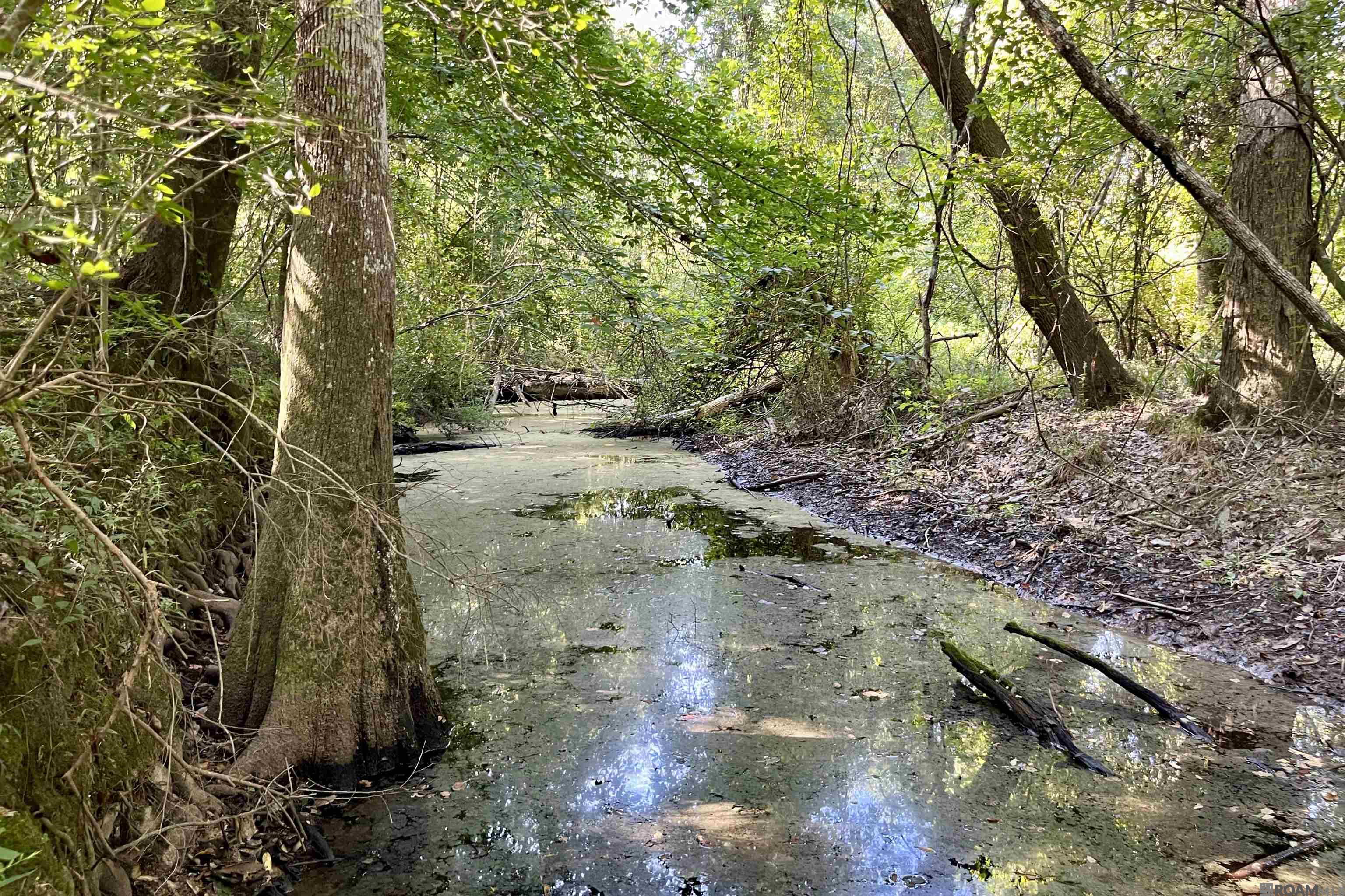 10 Hwy 1062, Loranger, Louisiana image 33