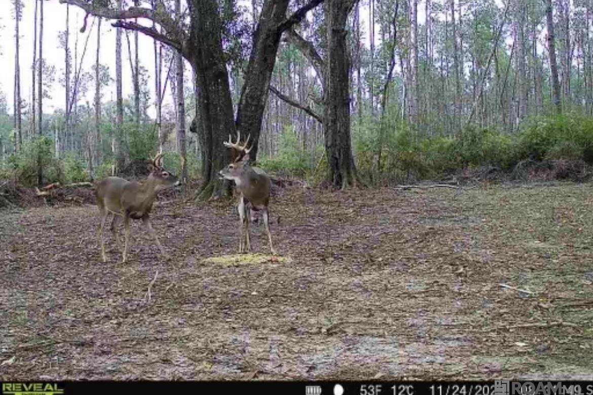 10 Hwy 1062, Loranger, Louisiana image 9