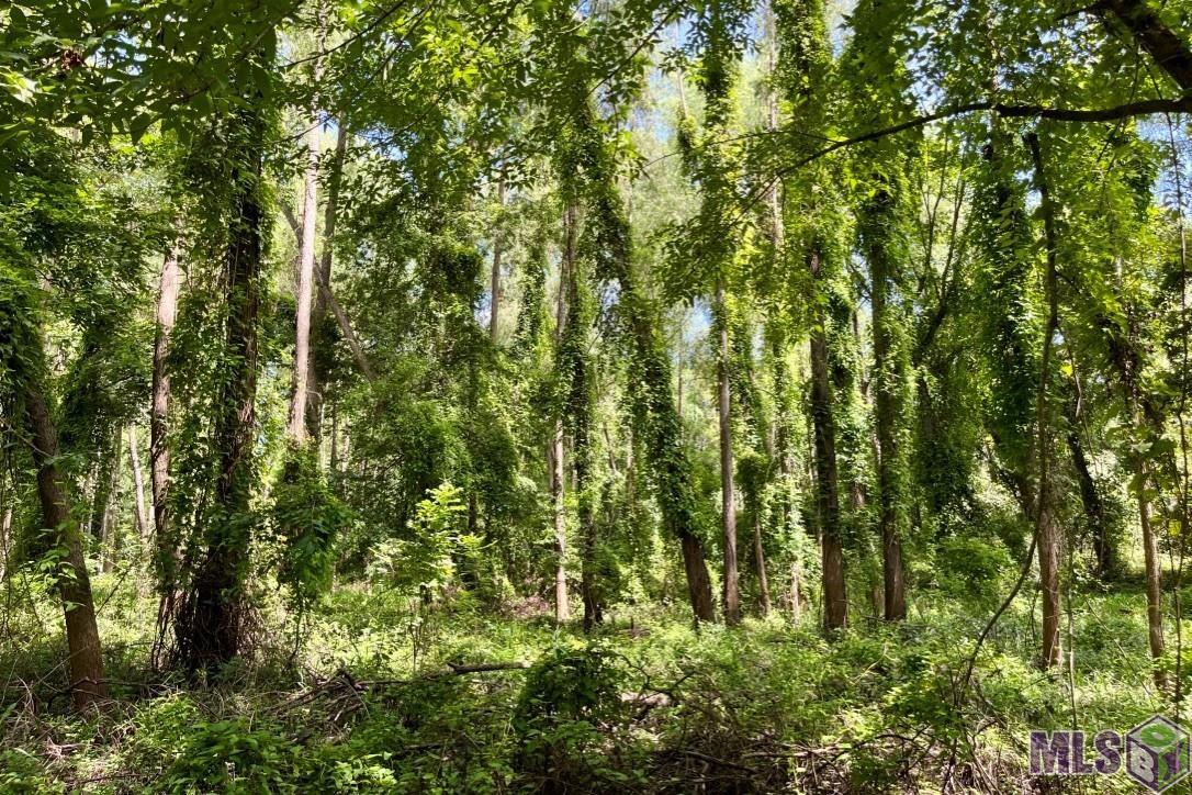 01 Cat Island Rd, Saint Francisville, Louisiana image 9