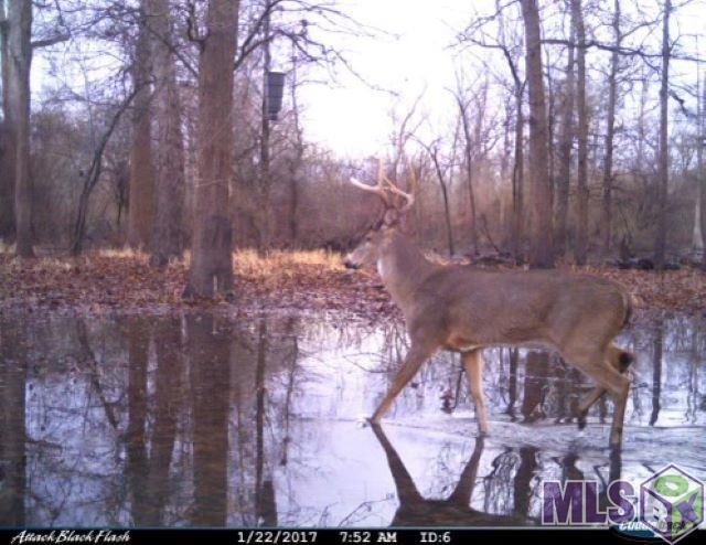 01 Cat Island Rd, Saint Francisville, Louisiana image 3