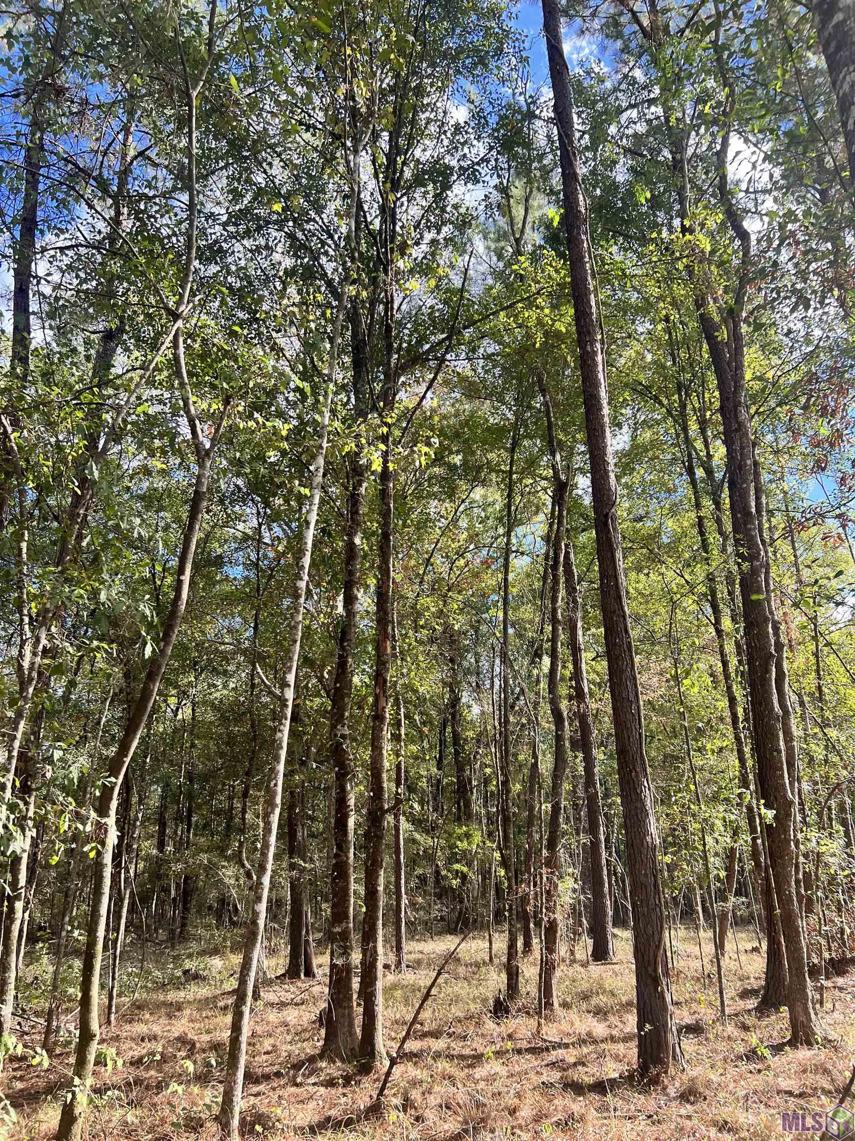 Lot 53 Nesom Rd, Denham Springs, Louisiana image 6