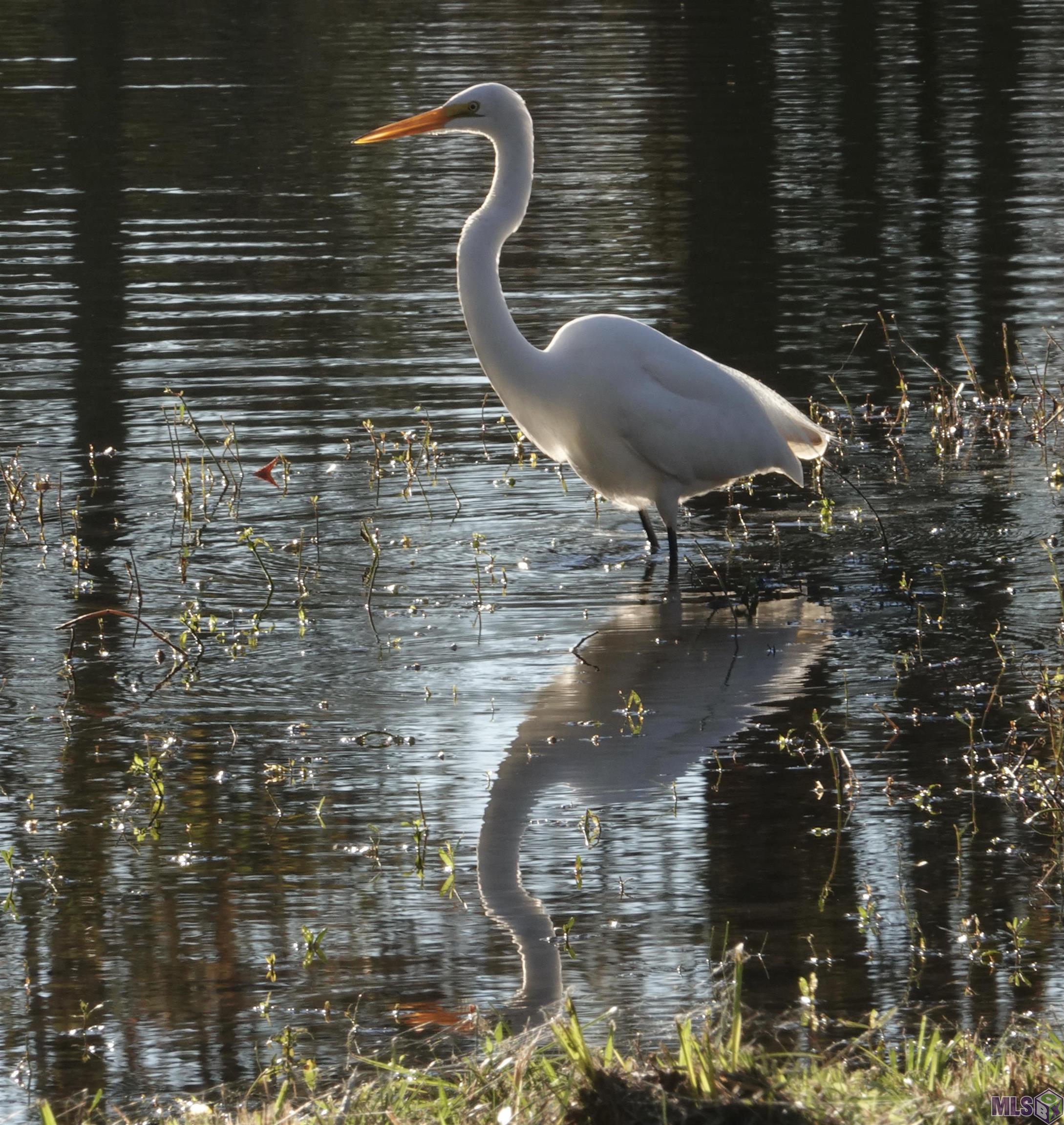 TBD Jones Vaughn Creek Rd, Saint Francisville, Louisiana image 4