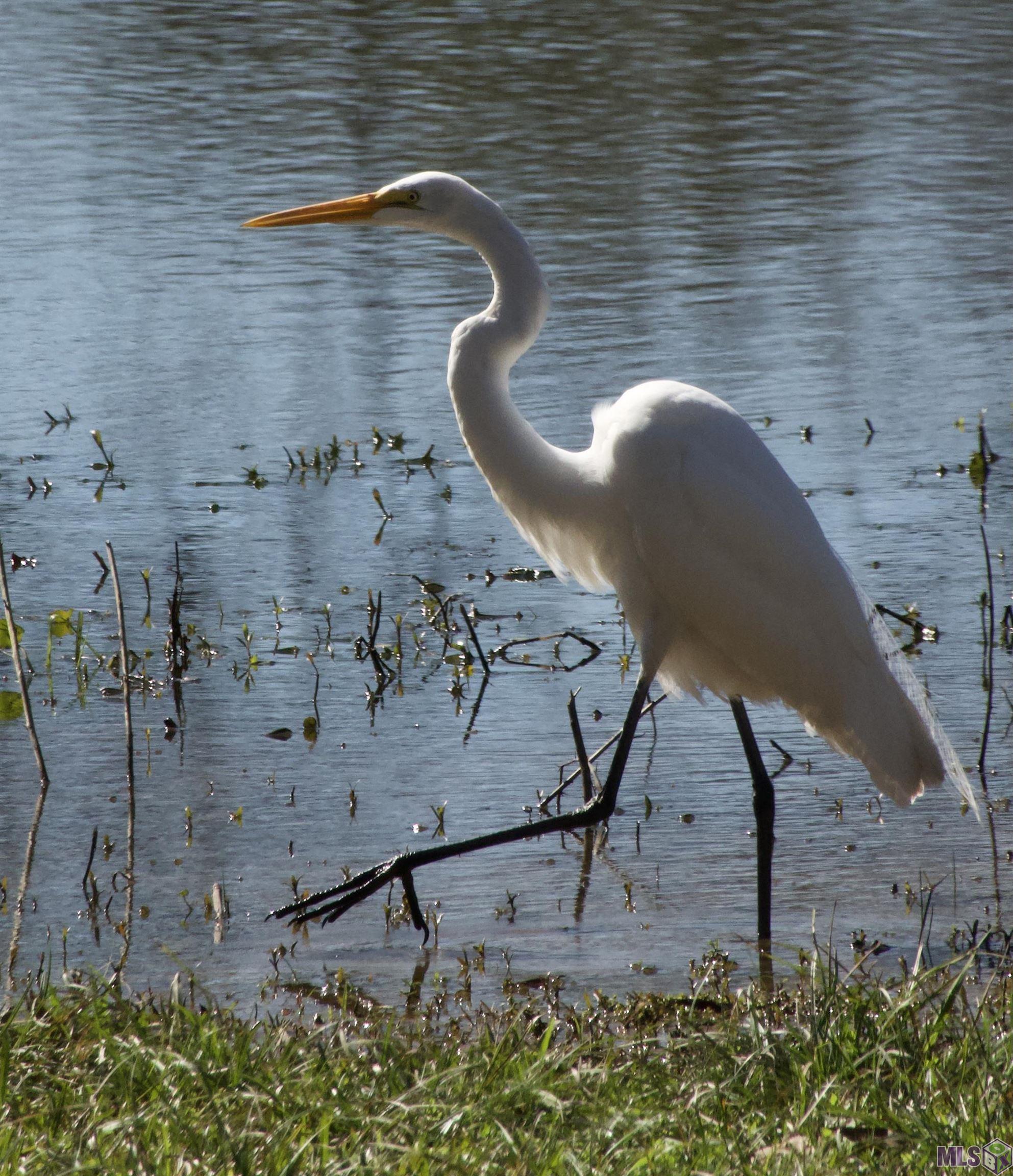 TBD Jones Vaughn Creek Rd, Saint Francisville, Louisiana image 3