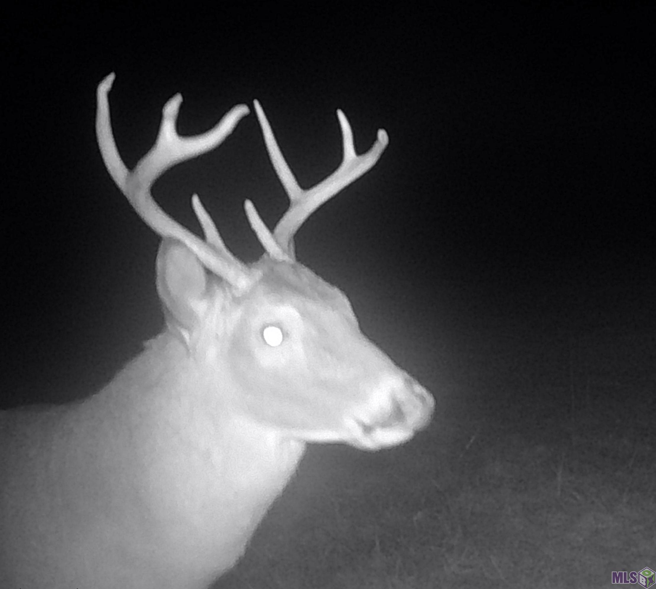 TBD Jones Vaughn Creek Rd, Saint Francisville, Louisiana image 9