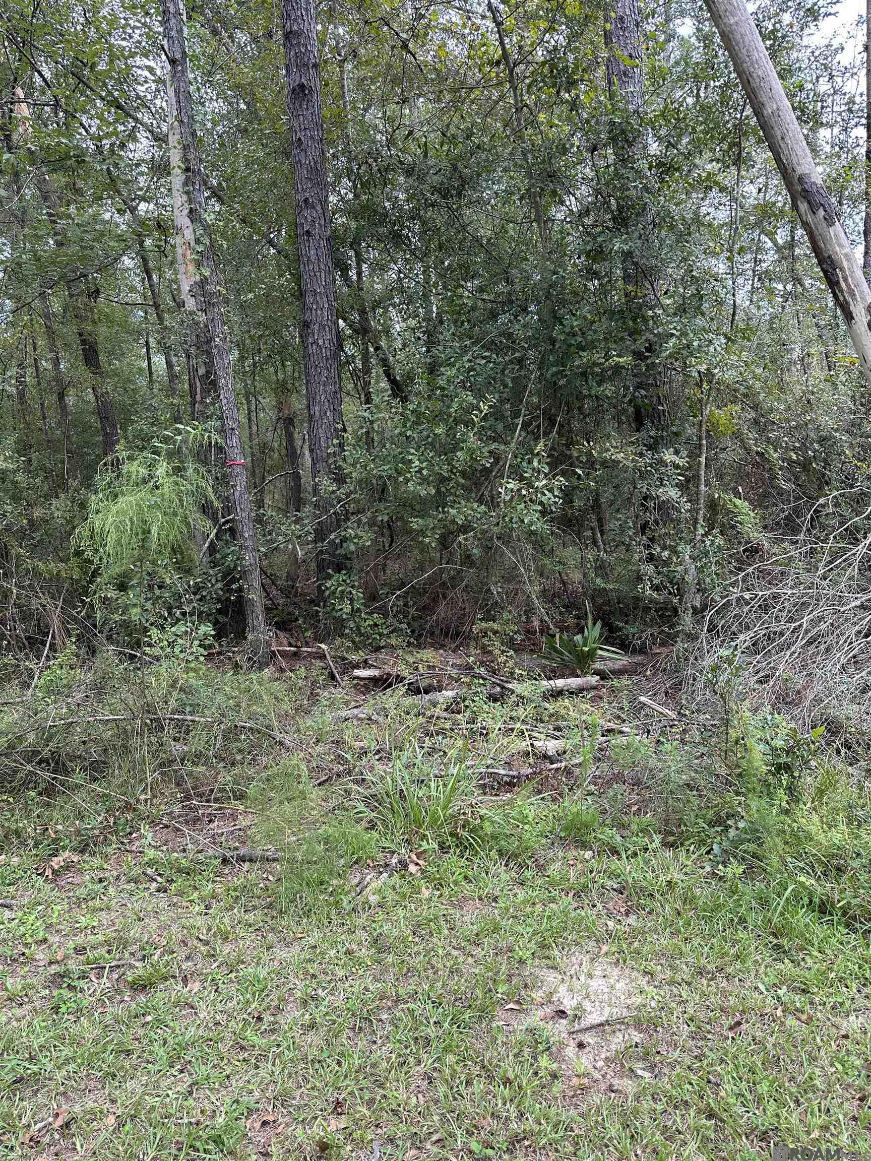 Lot 339 Penntail St, Springfield, Louisiana image 6