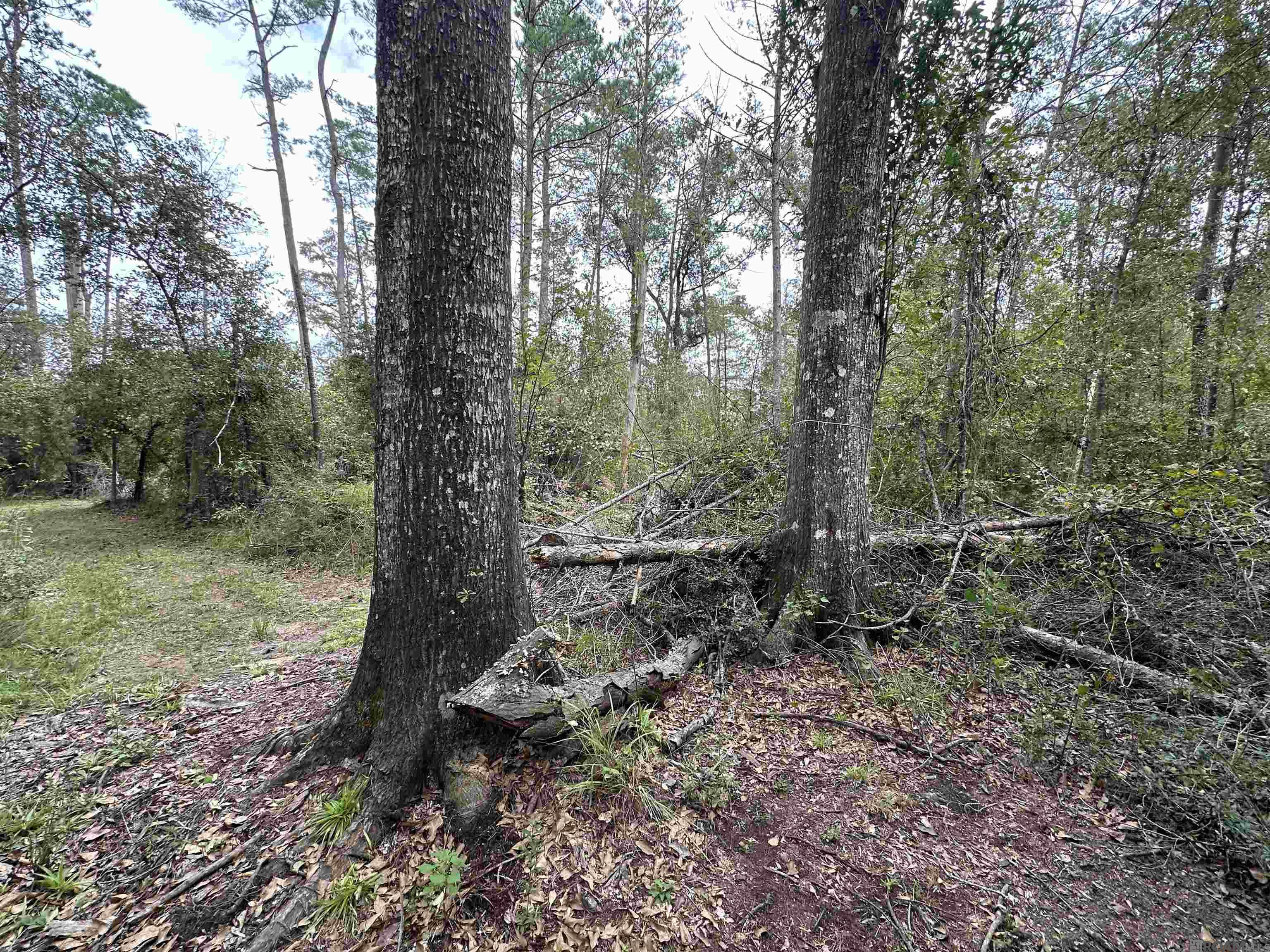 Lot 339 Penntail St, Springfield, Louisiana image 14