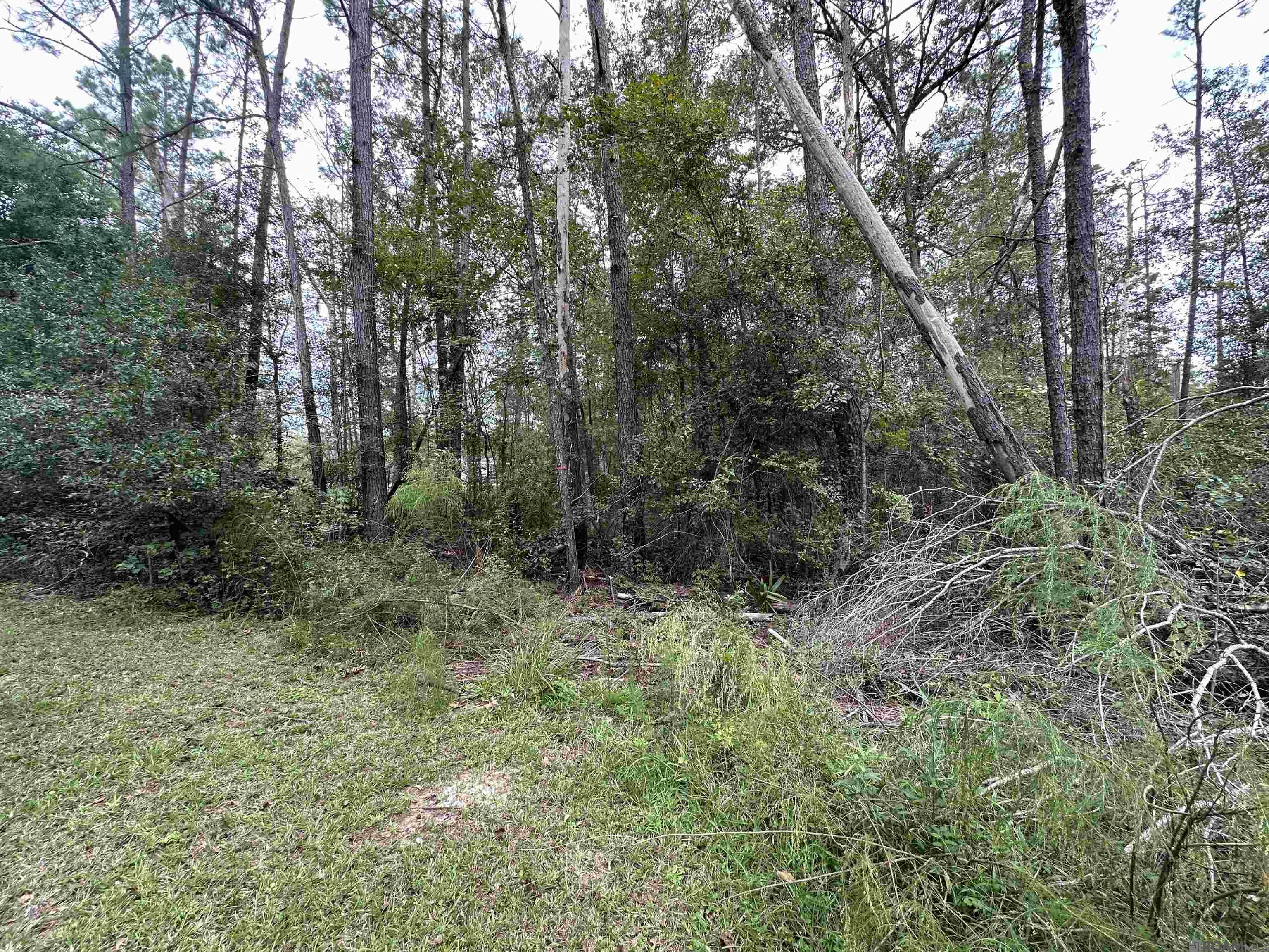 Lot 339 Penntail St, Springfield, Louisiana image 7